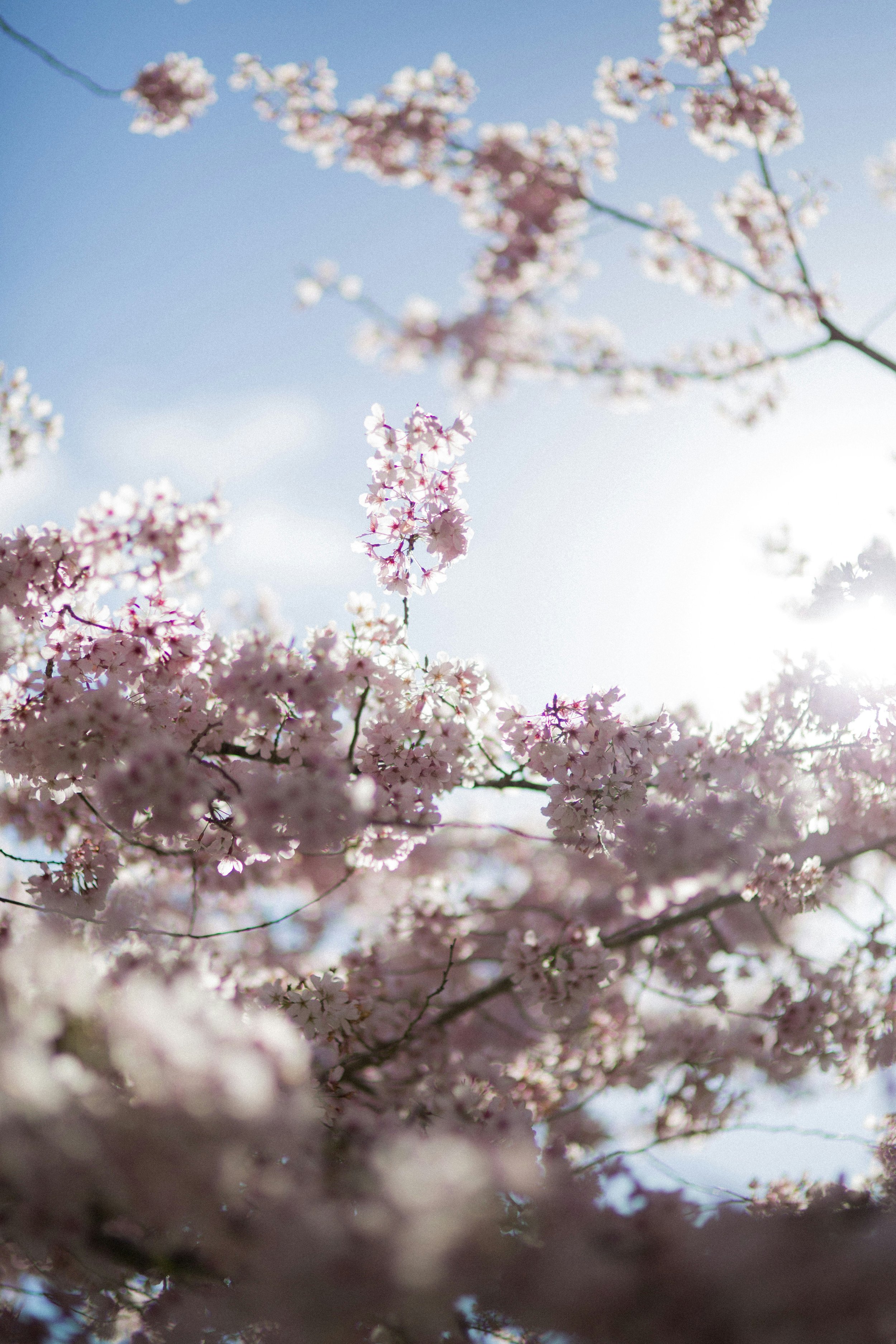 Close-up of pink cherry blossom flowers on tree branches against a blue sky with sunlight.
