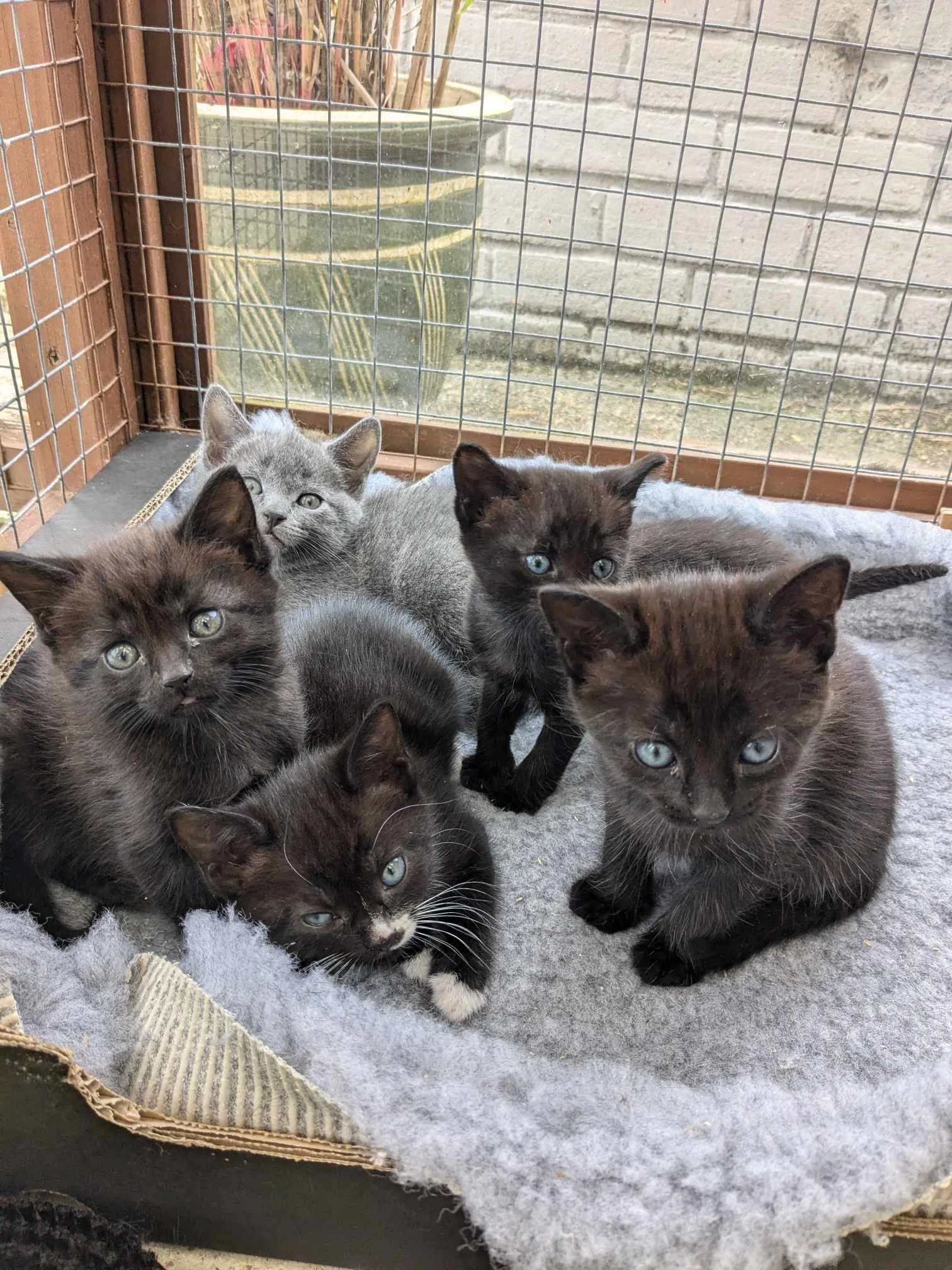 Six black and gray kittens inside a wire enclosure on a fuzzy gray blanket, with a potted plant and concrete wall outside.