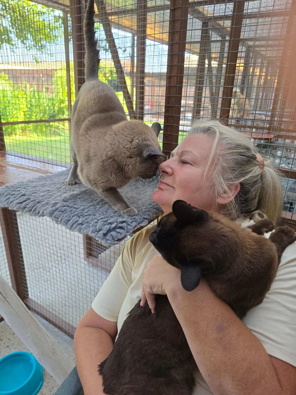A woman holding a chocolate Siamese cat with a black and brown coat and a light gray cat with darker markings on a platform near a glass enclosure, with a smile as the cats appear to interact.