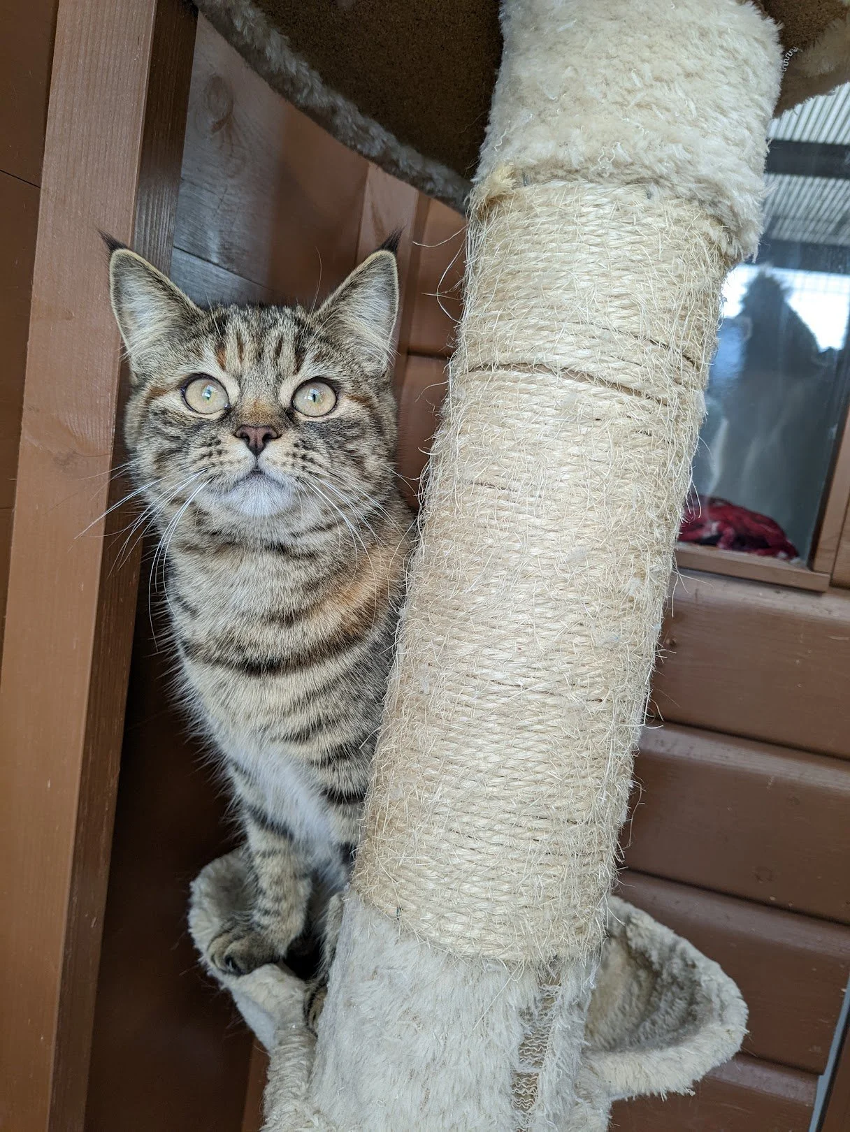 A tabby kitten with yellow eyes peeking out from behind a scratching post.