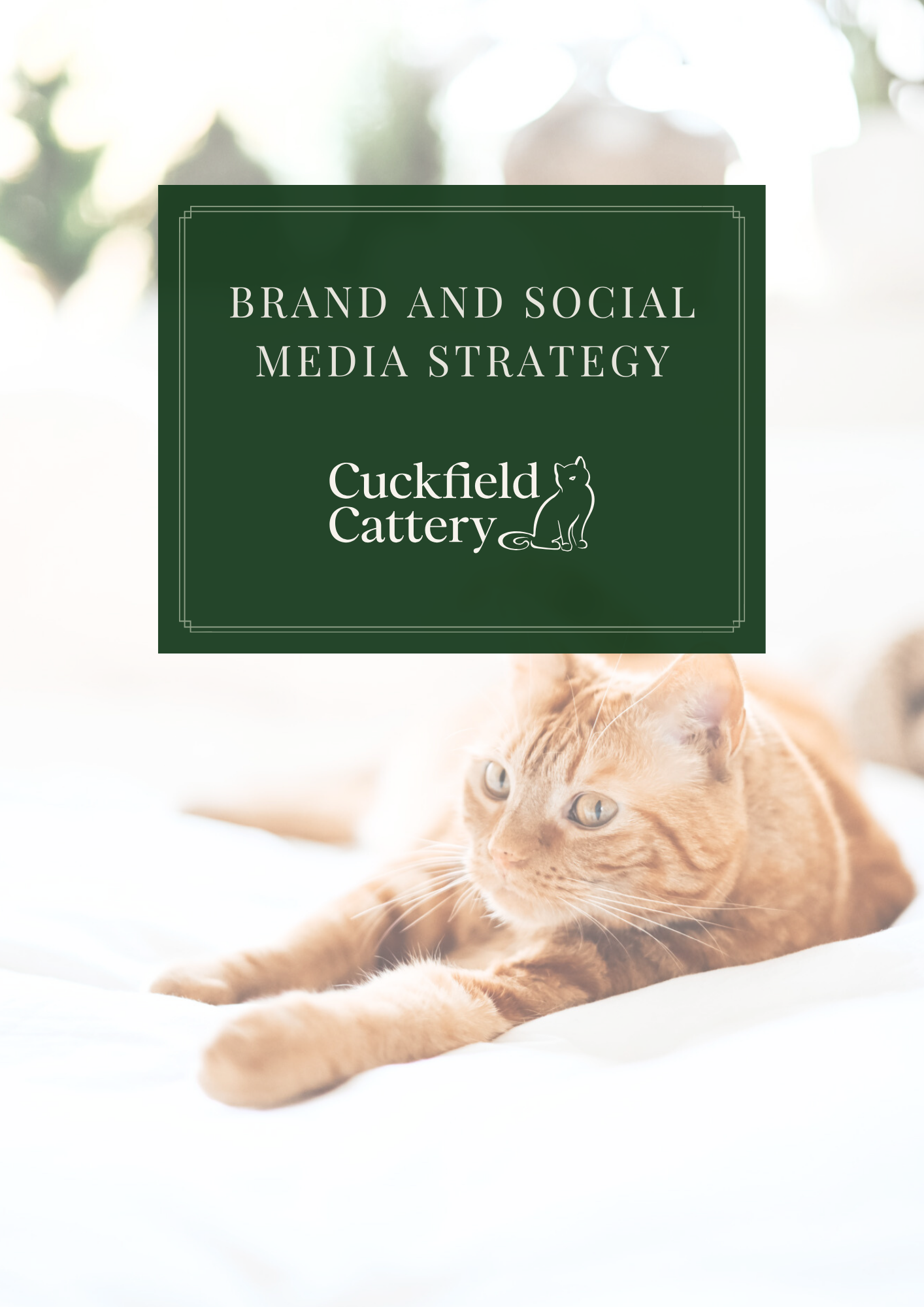 A strategy document titled 'Brand and Social Media Strategy' from Cuckfield Cattery, featuring a background of a relaxed orange tabby cat lying on a bed.
