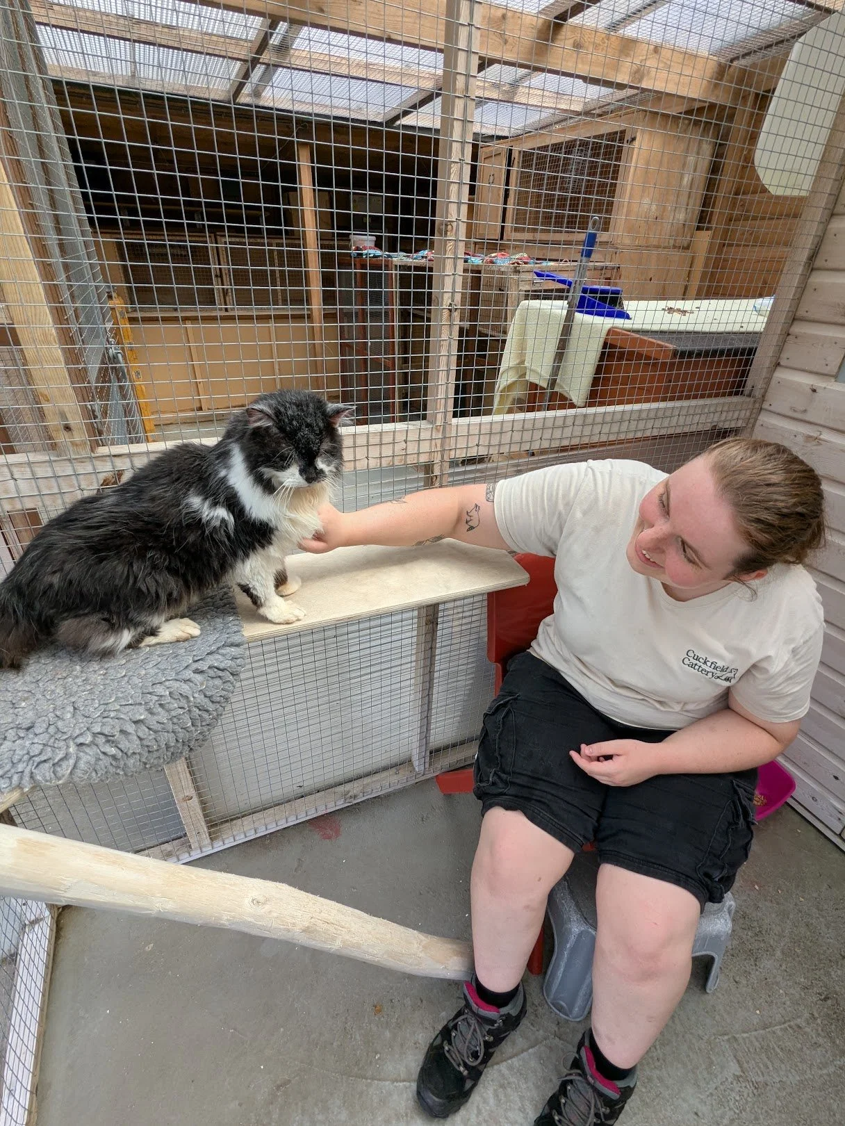 A woman with a tattoo on her arm is sitting on a small stool, smiling and reaching out to pet a black and white cat inside a wire enclosure with a wooden structure, in a pet shelter or cattery.