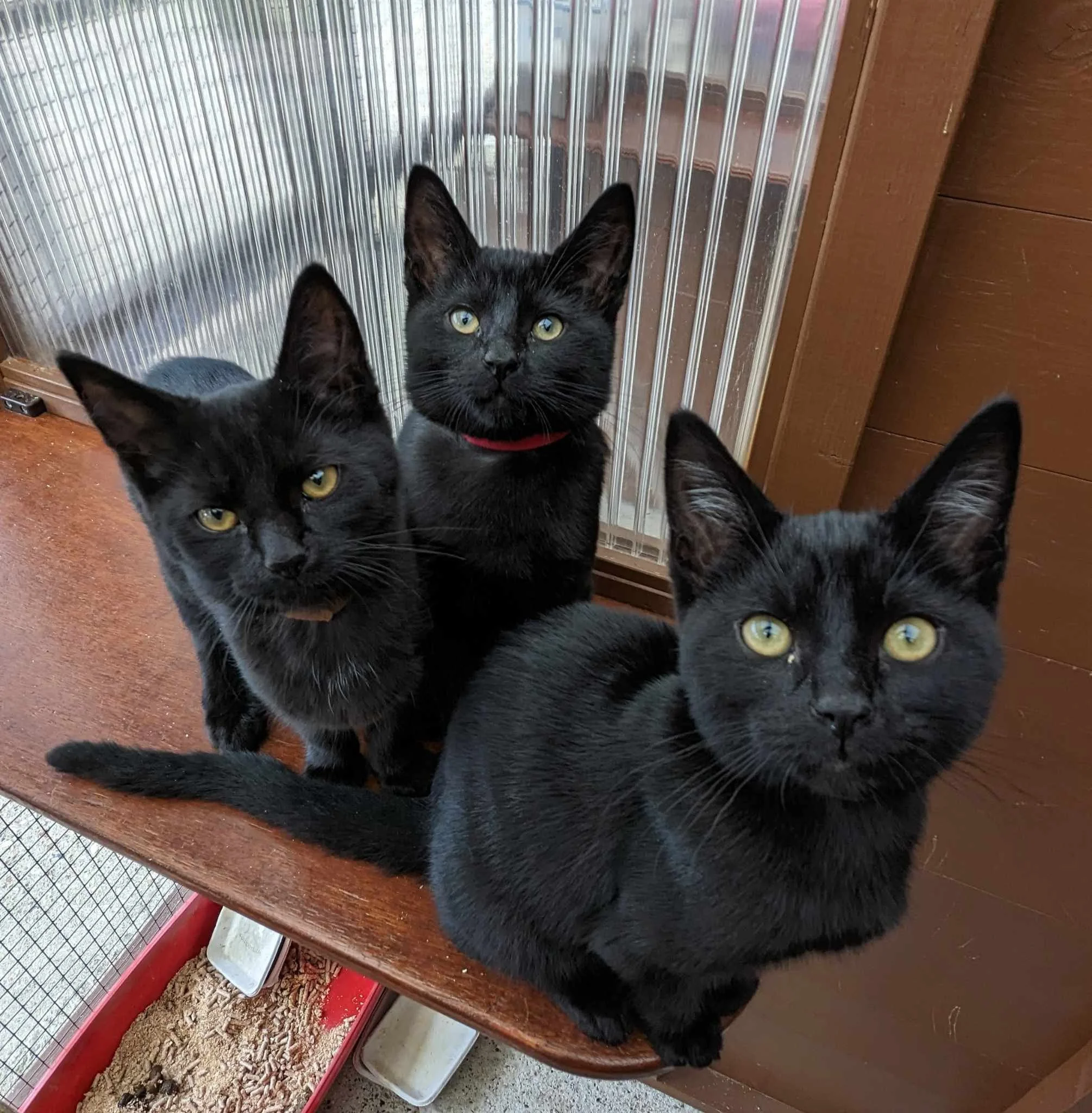 Three black cats sitting closely together on a wooden surface near a corrugated metal wall and a wooden wall.
