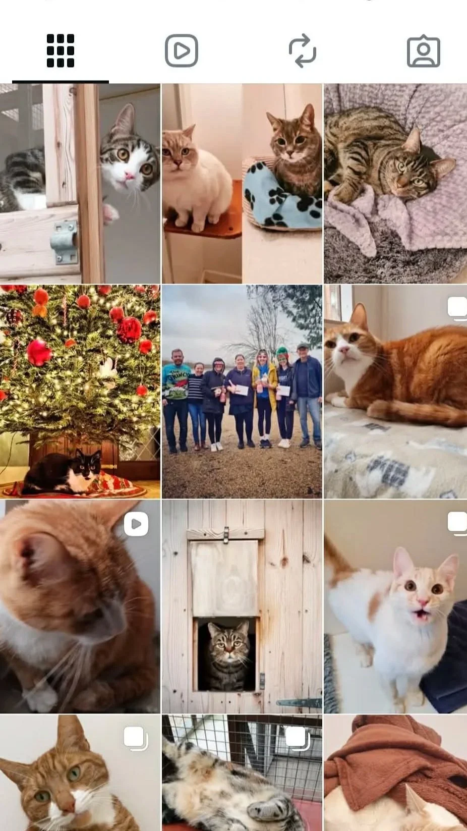 Collection of photos including multiple cats in various settings, a Christmas tree with a cat underneath, a group photo of people outdoors, a sleeping dog on a blanket, and a cat lying on a blanket.