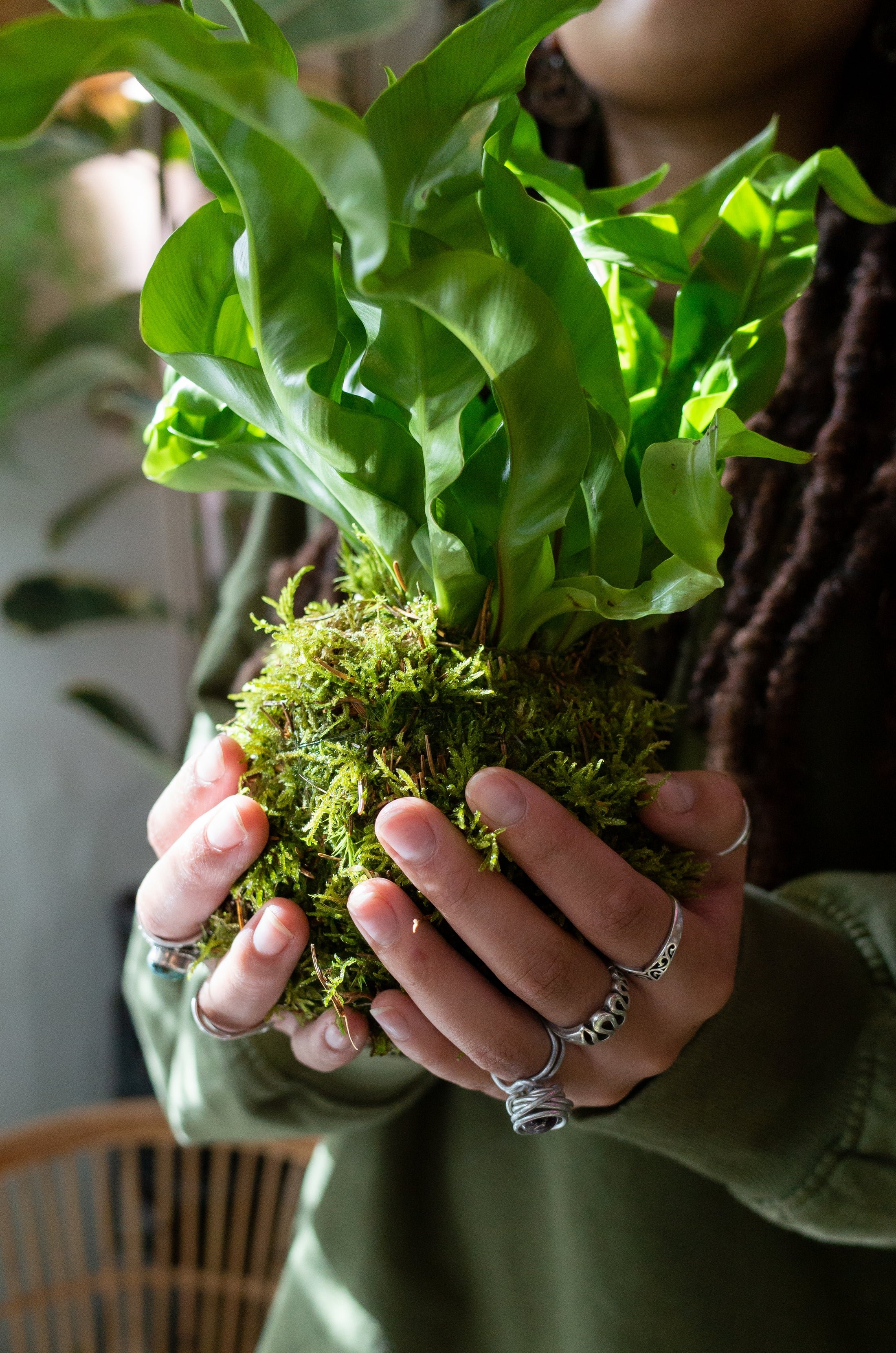 Person holding a potted green plant with broad leaves and moss at the base.