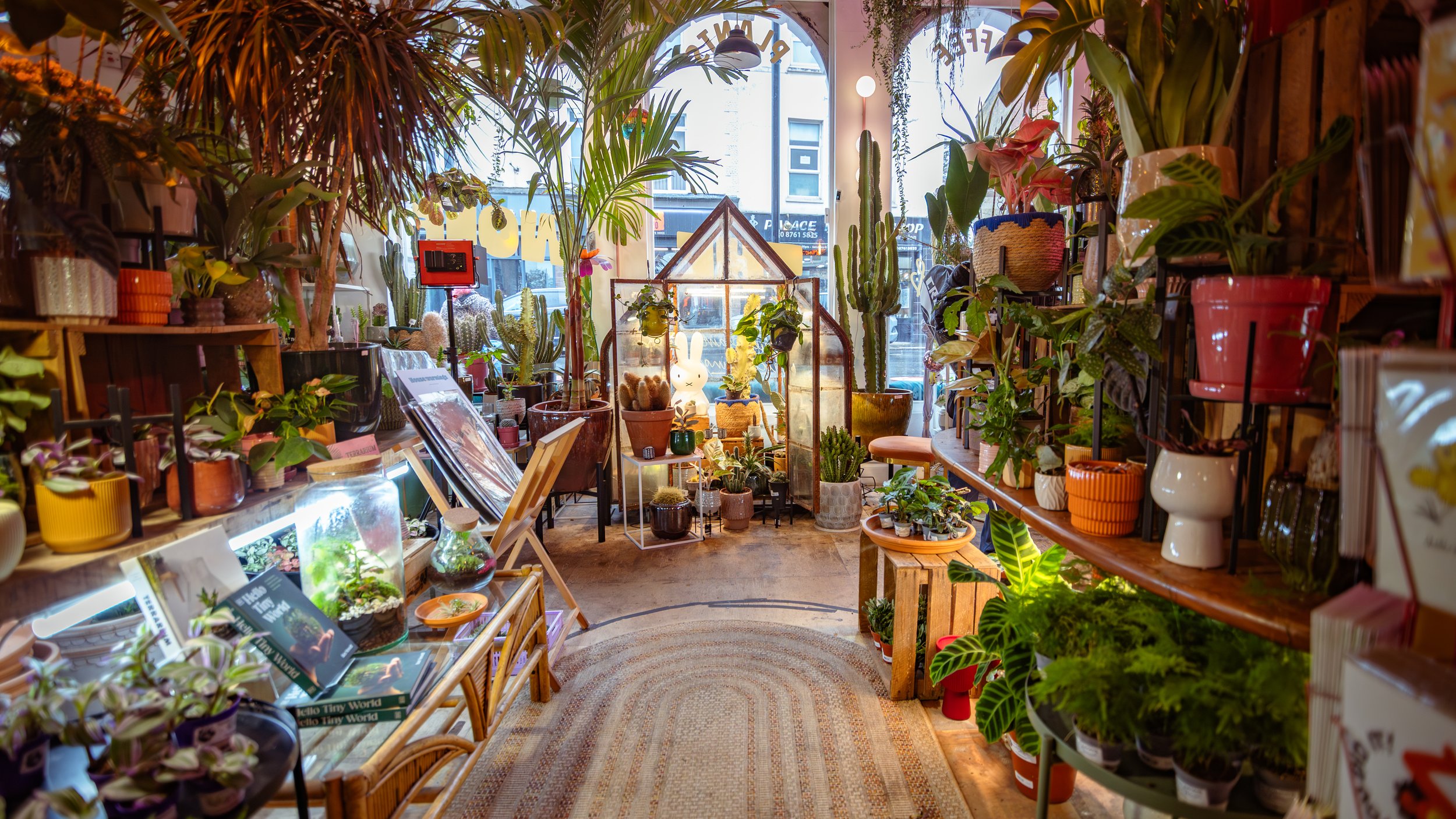 Interior of a plant and gift shop filled with various potted plants, gardening accessories, and books, with sunlight coming through the front window.