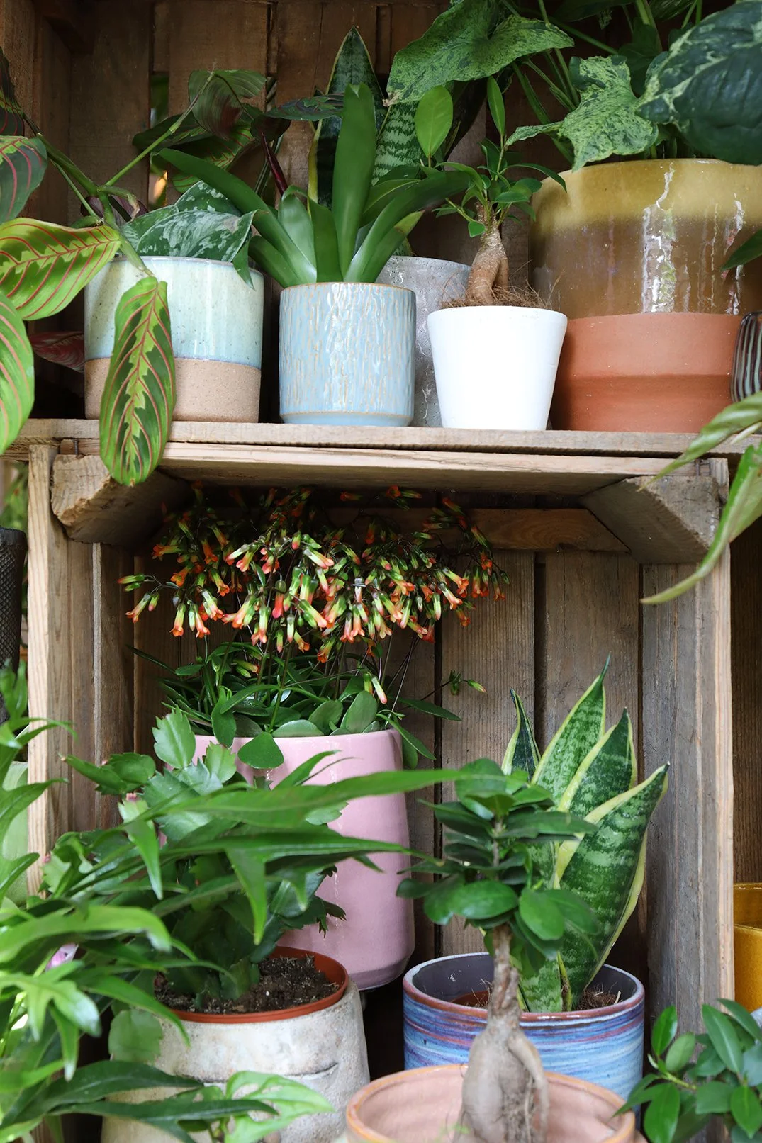 A collection of various potted houseplants arranged on wooden shelves, including succulents, leafy plants, and flowering plants in ceramic and clay pots.