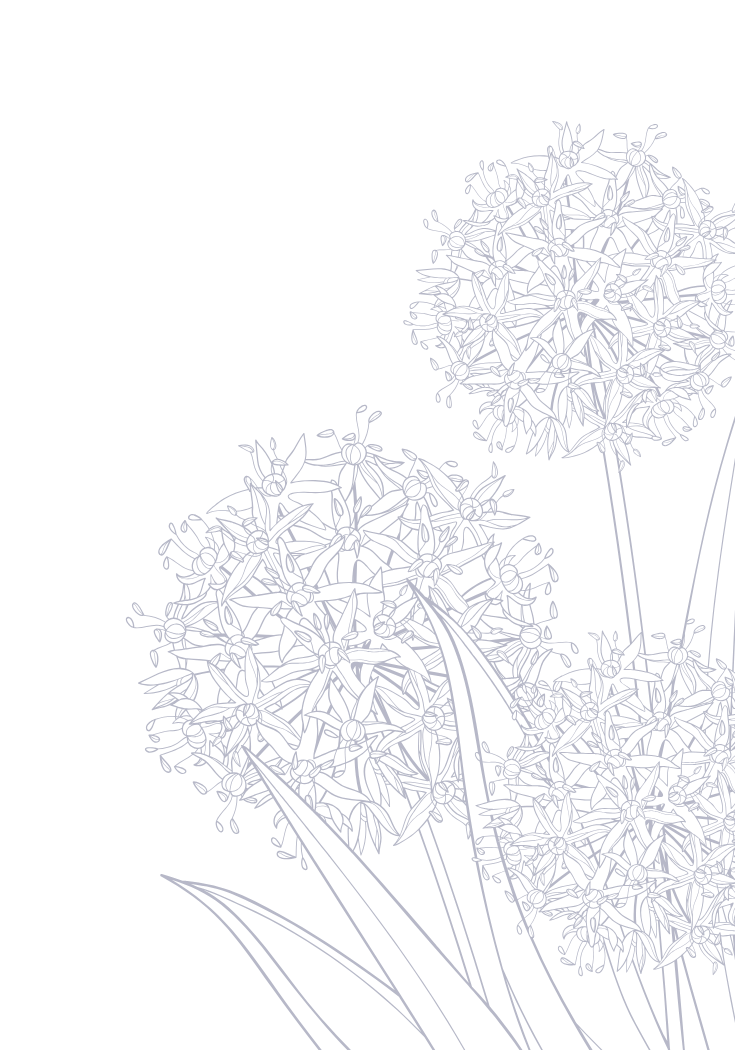 Outline drawing of two spherical clusters of small flowers and long leaves, rendered in blue lines against a black background.