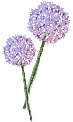 Two purple hydrangea flowers with green stems.