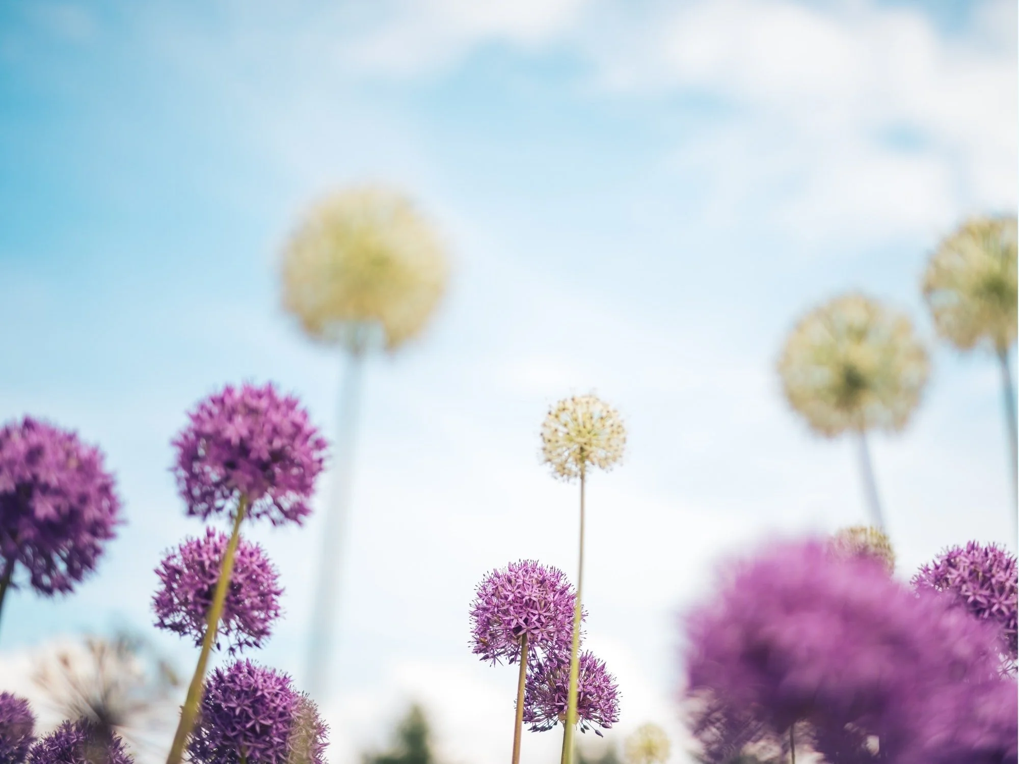 Close-up of purple and white allium flowers against a blue sky with some clouds.