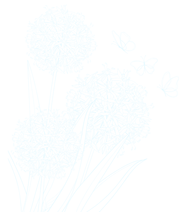 Outline drawing of three allium flowers with butterfly and leaves on black background.