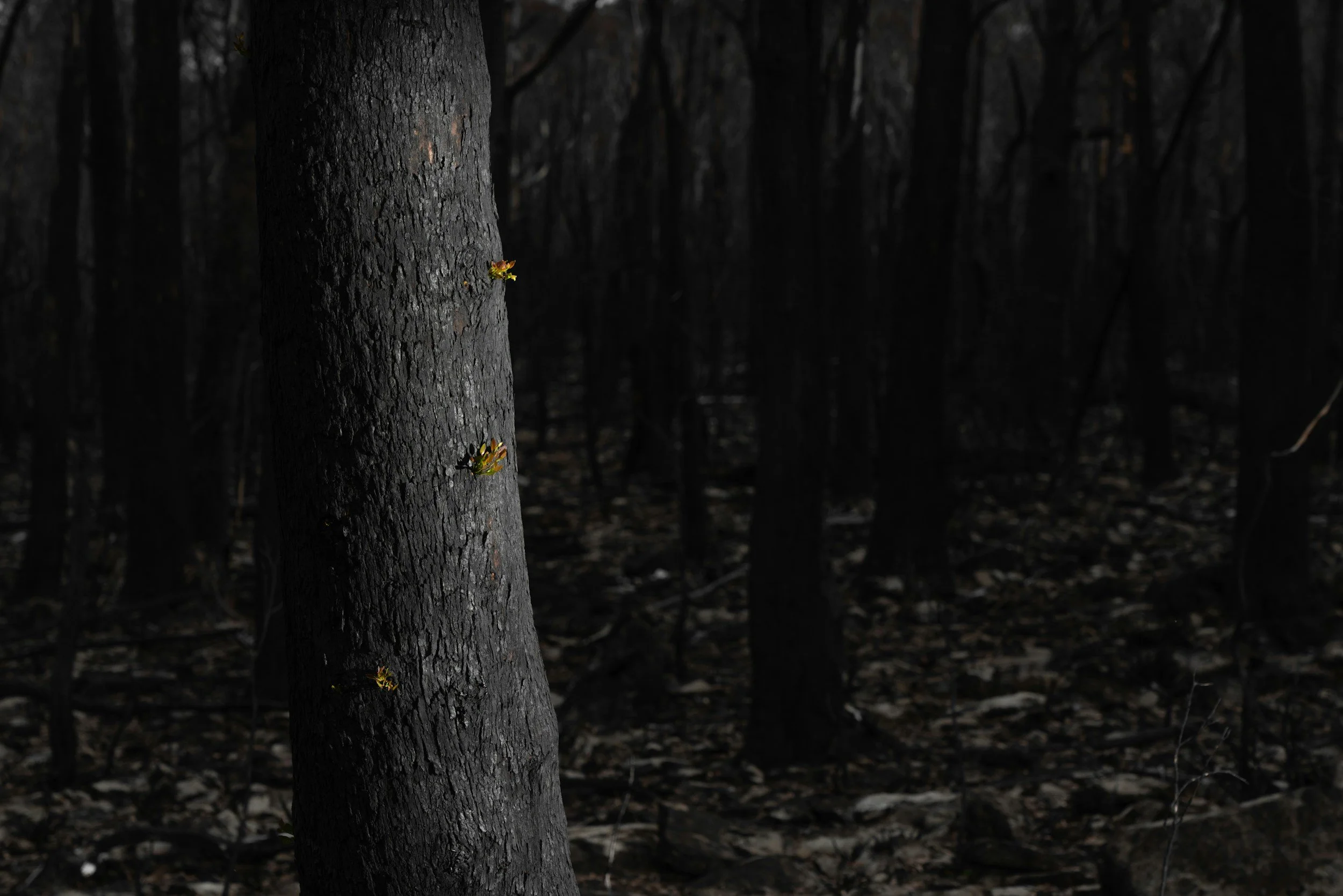 Dark forest scene with a single tree in foreground, with small patches of fungus growing on its trunk.