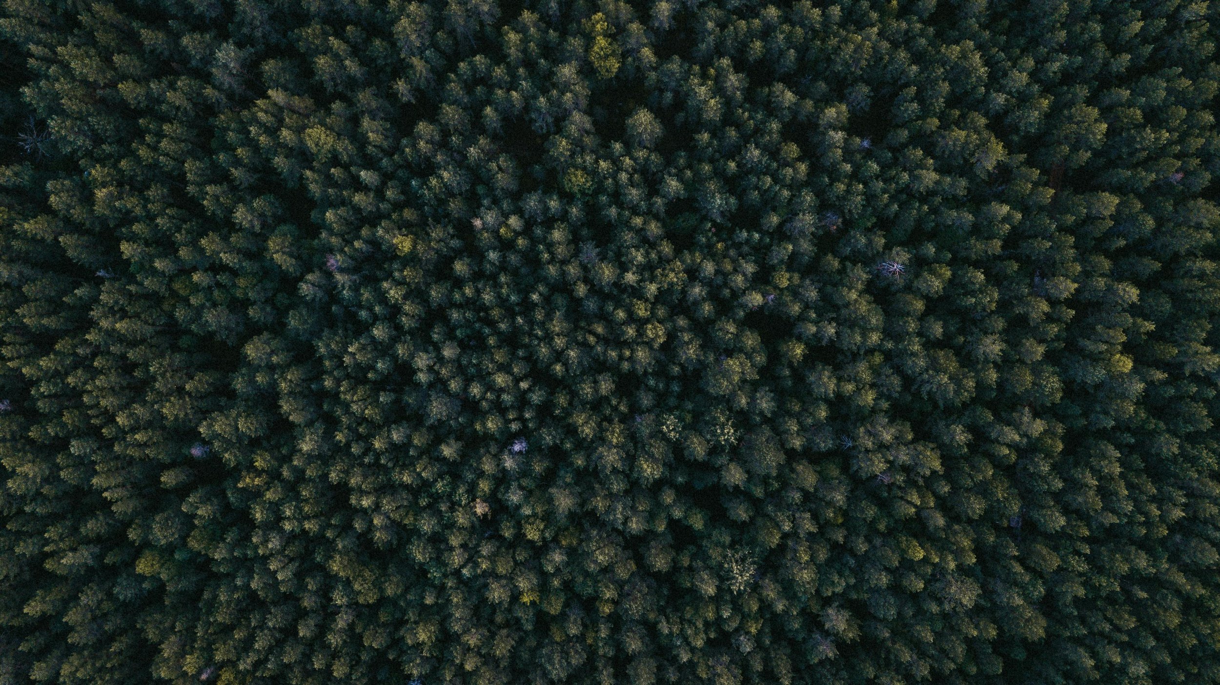 forest from high above