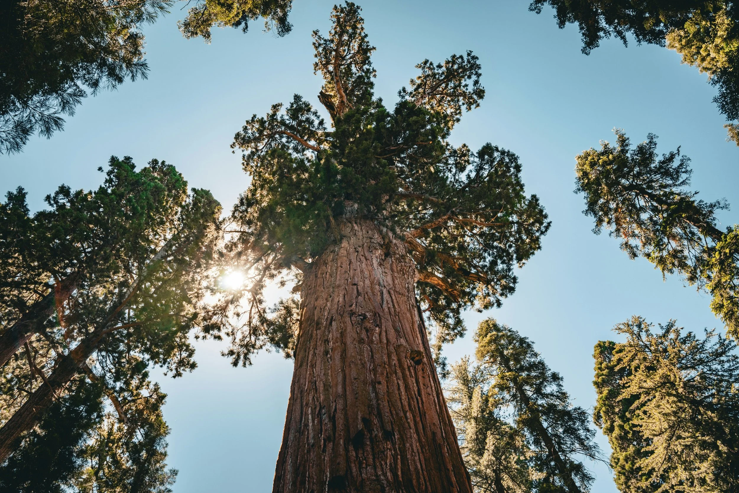 sequoia