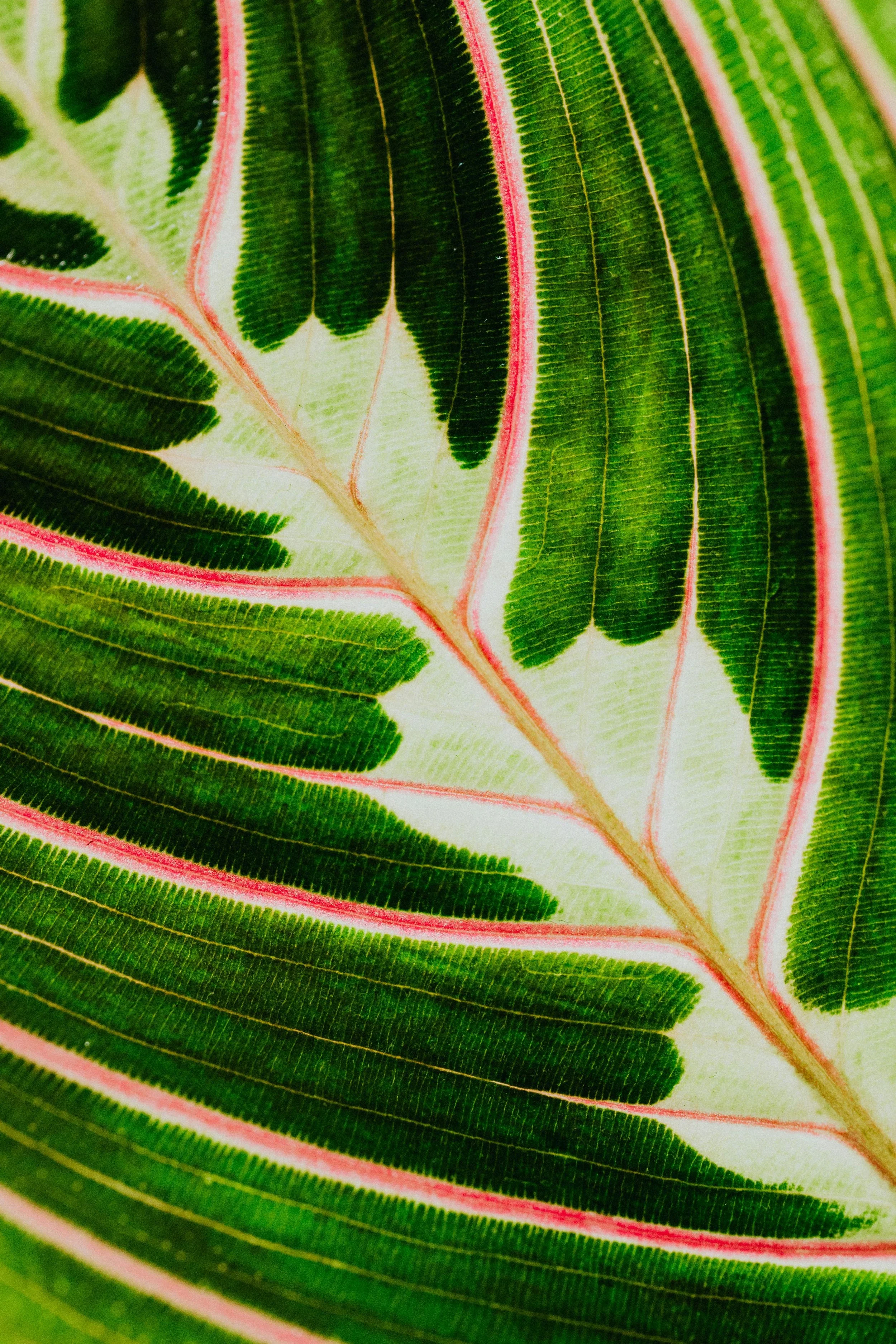 green leaf abstract
