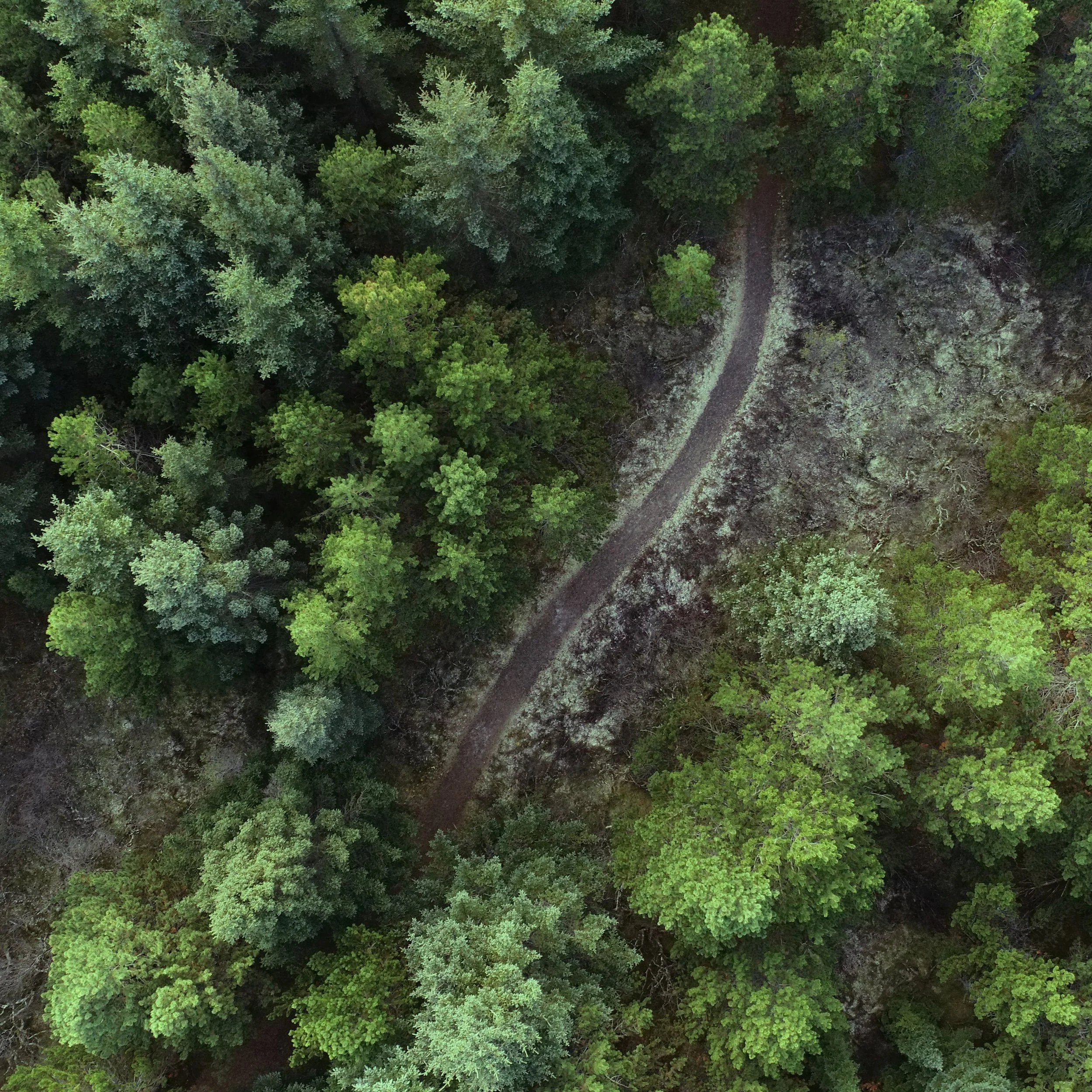 A Path Through the Forest - What an ecosystem brand actually feels like