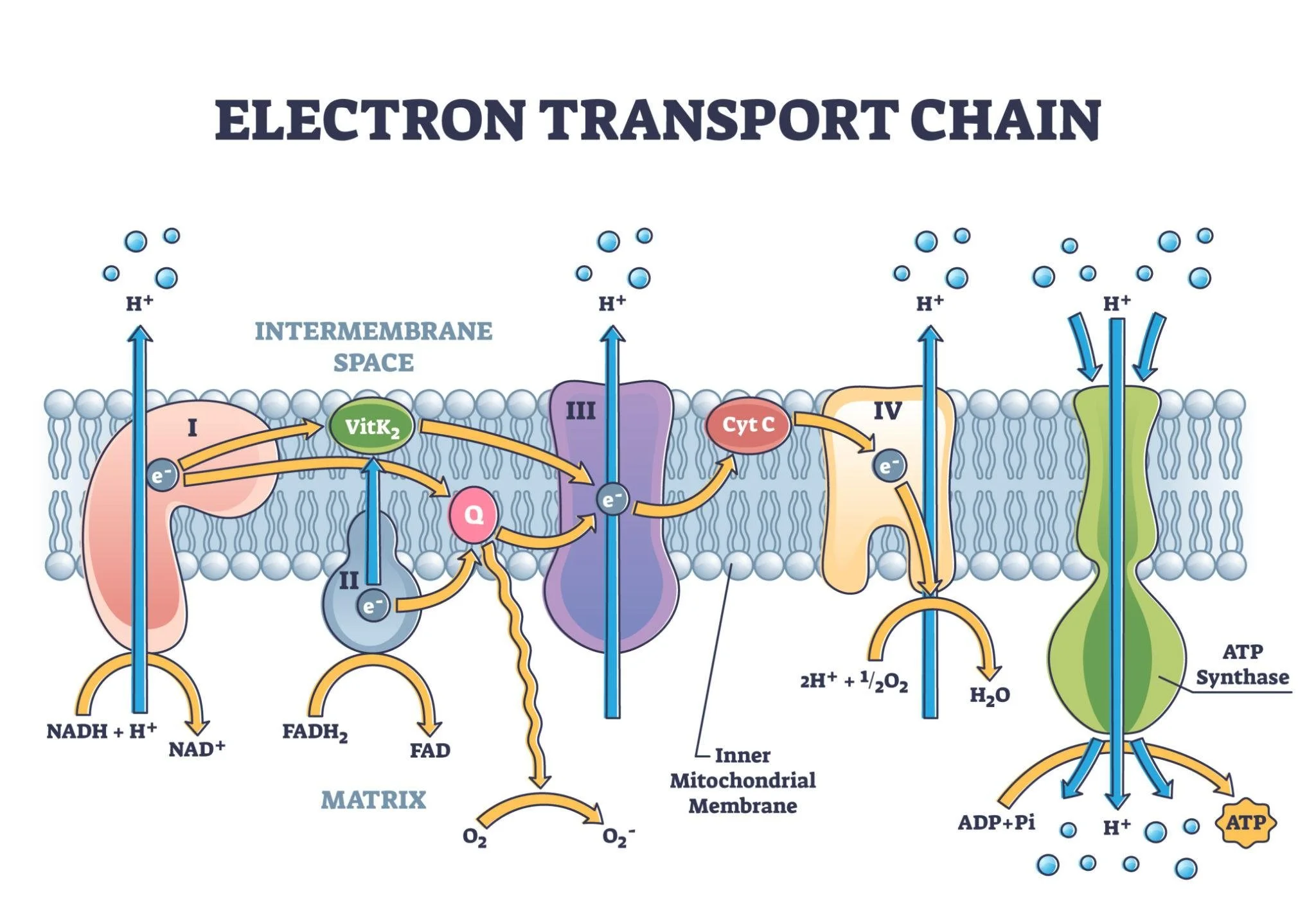 NAD⁺, Mitochondria &amp; Energy