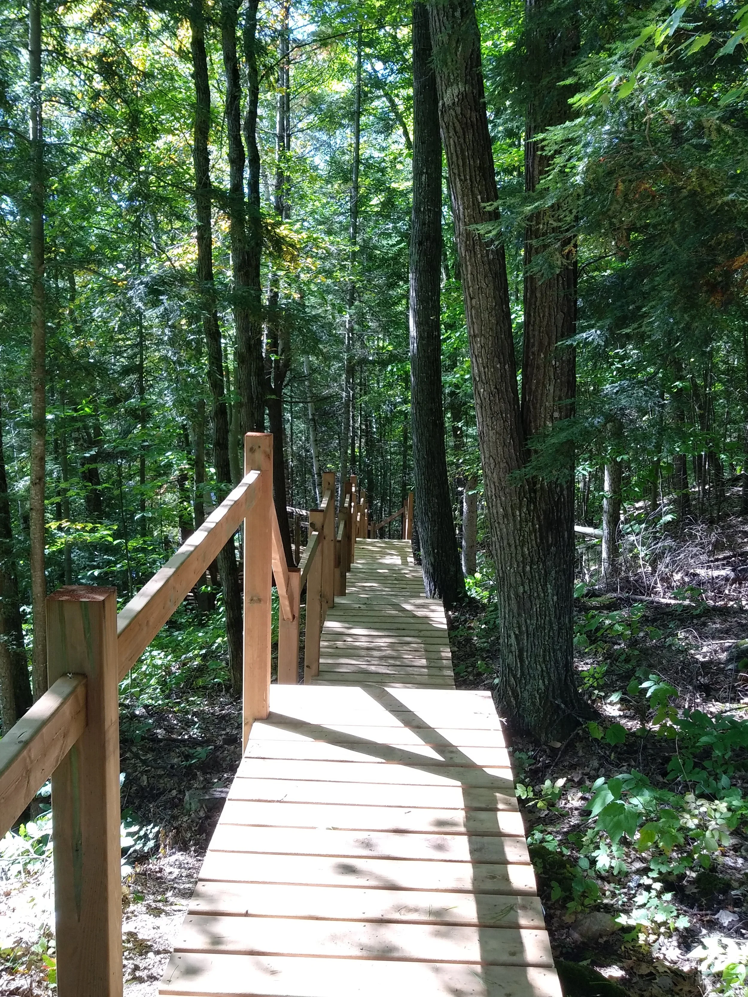 FOREST WALKWAY & STAIRS (5).jpg