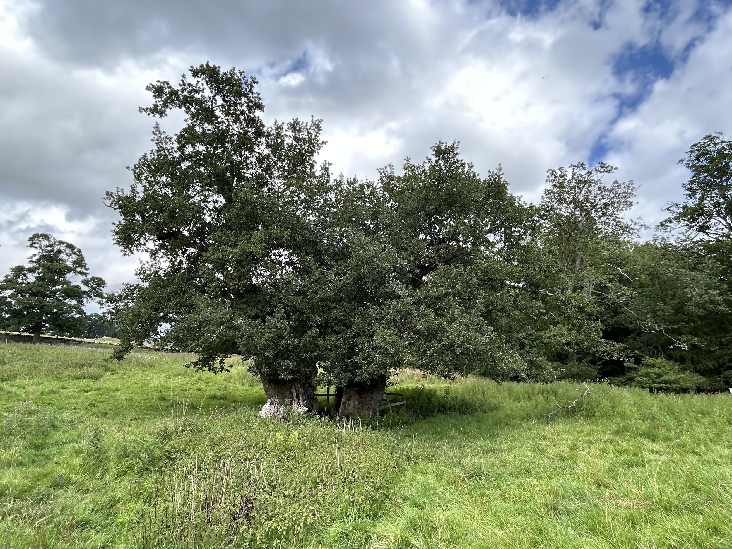 Chillingham Castle Trees: 1 Tree