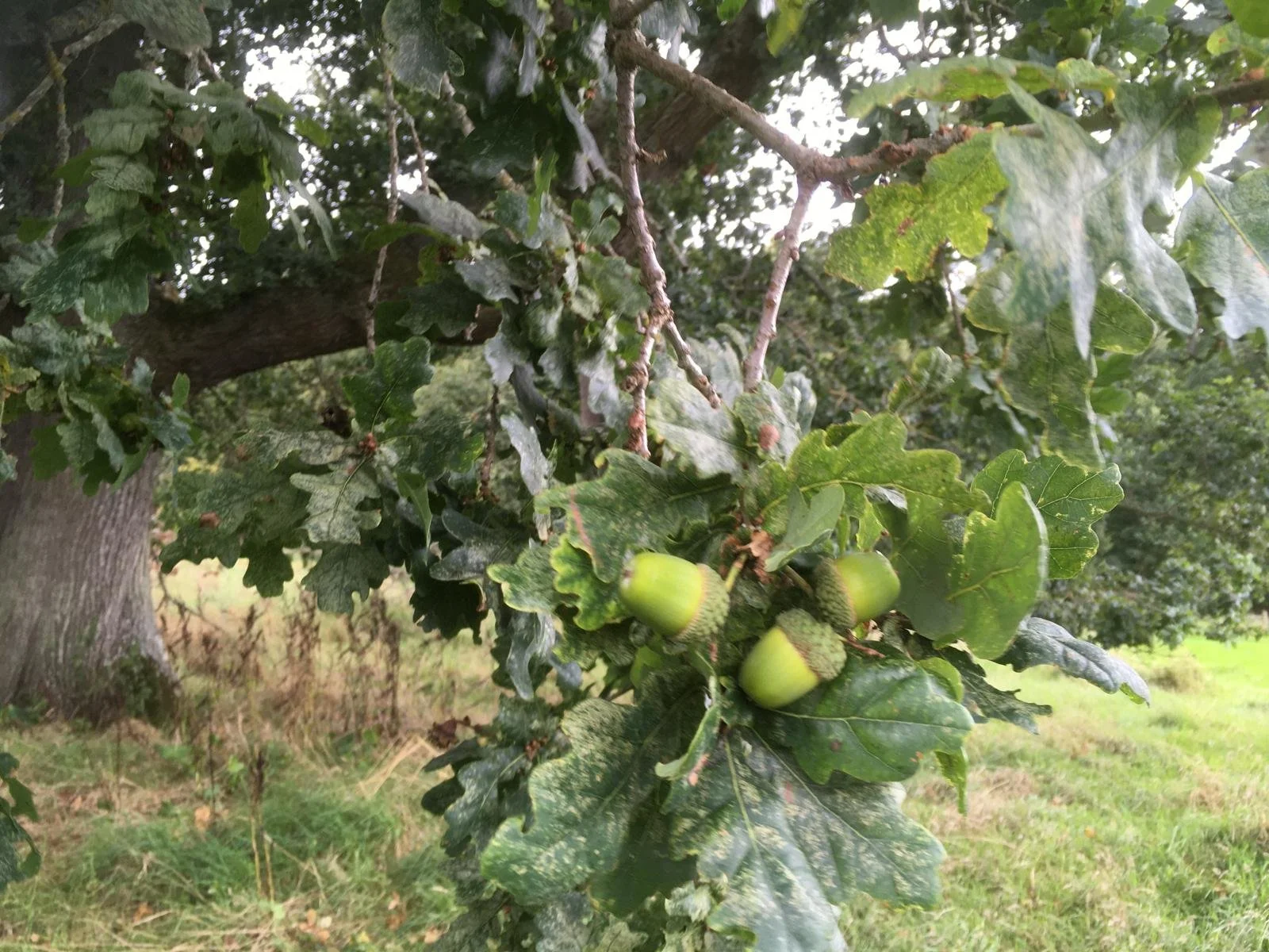 Abbotsford Oak Trees: 2-20 Trees
