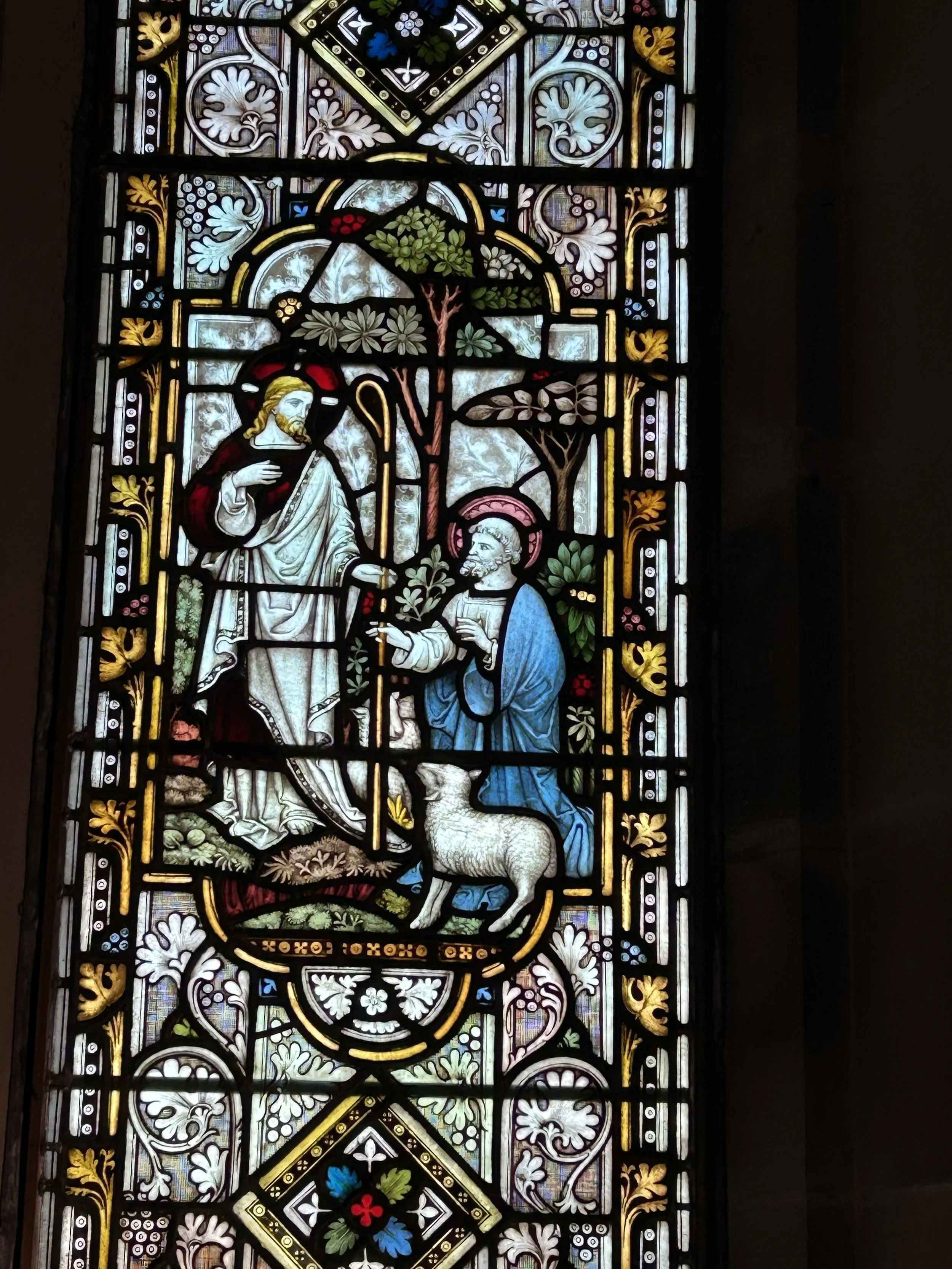 Cornhill Oak Trees: 21 - 200 Trees