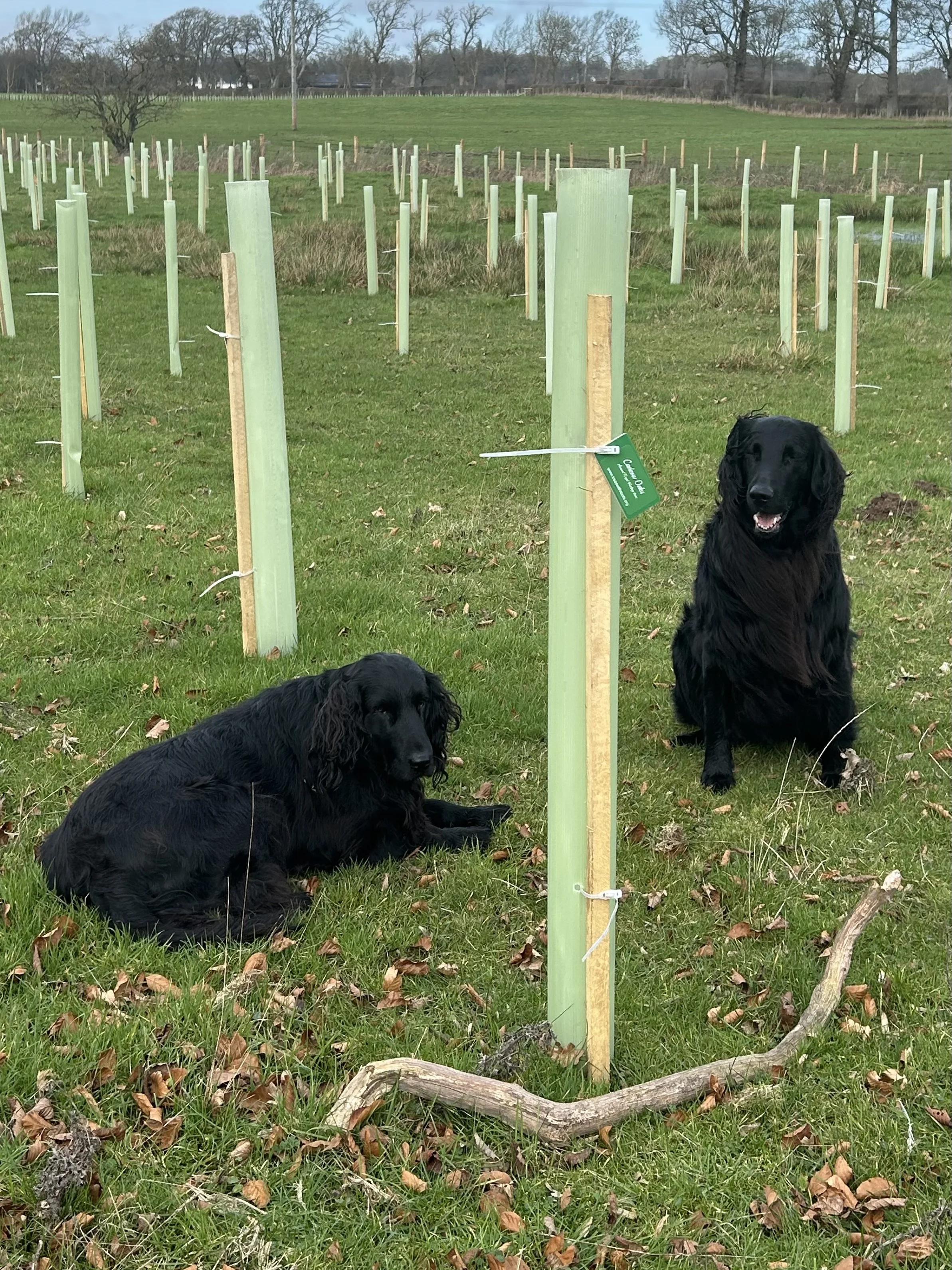 Our First 100 Oak Trees Planted
