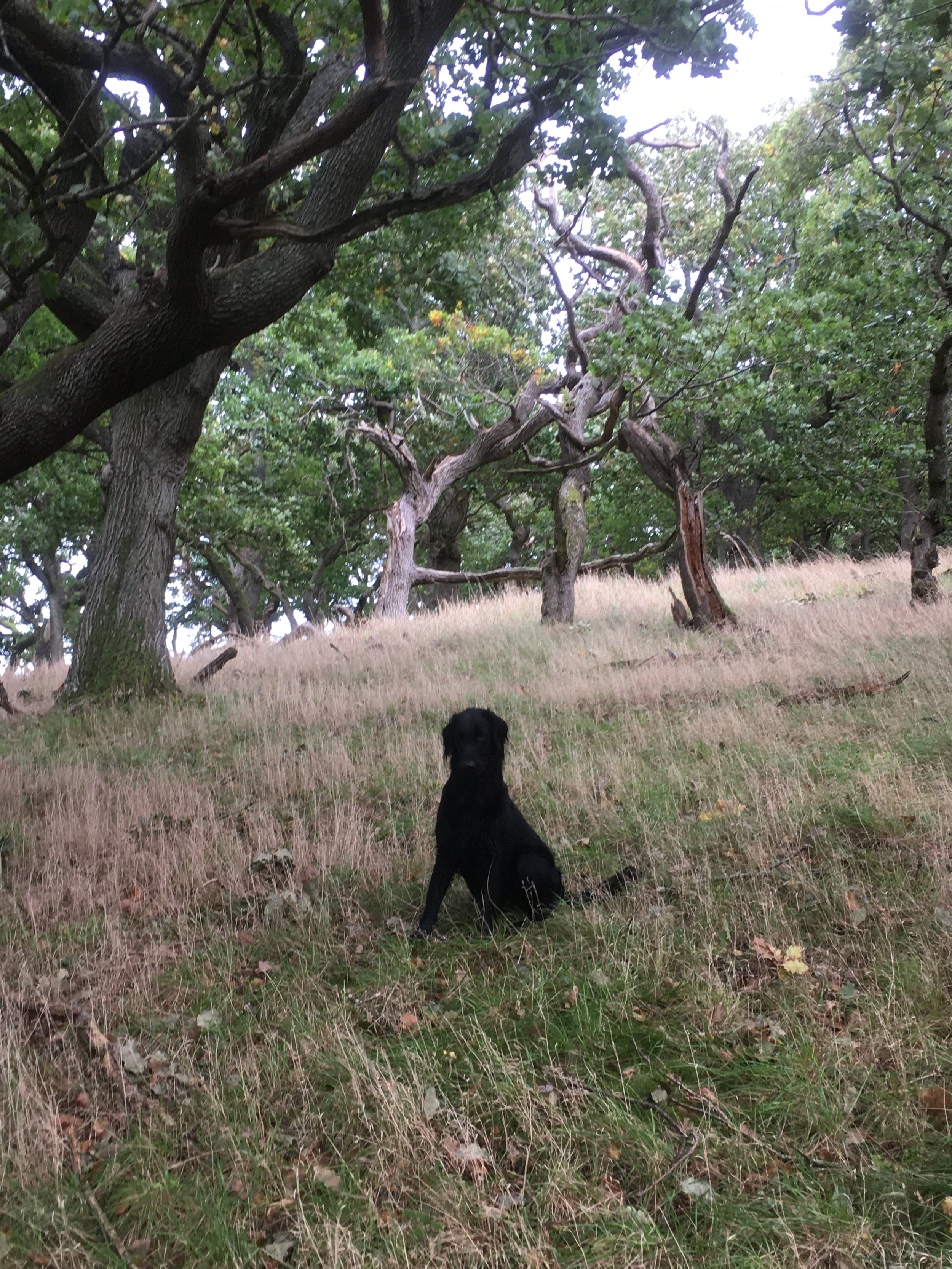 Collingwood Oak Tree: 21-200 Trees