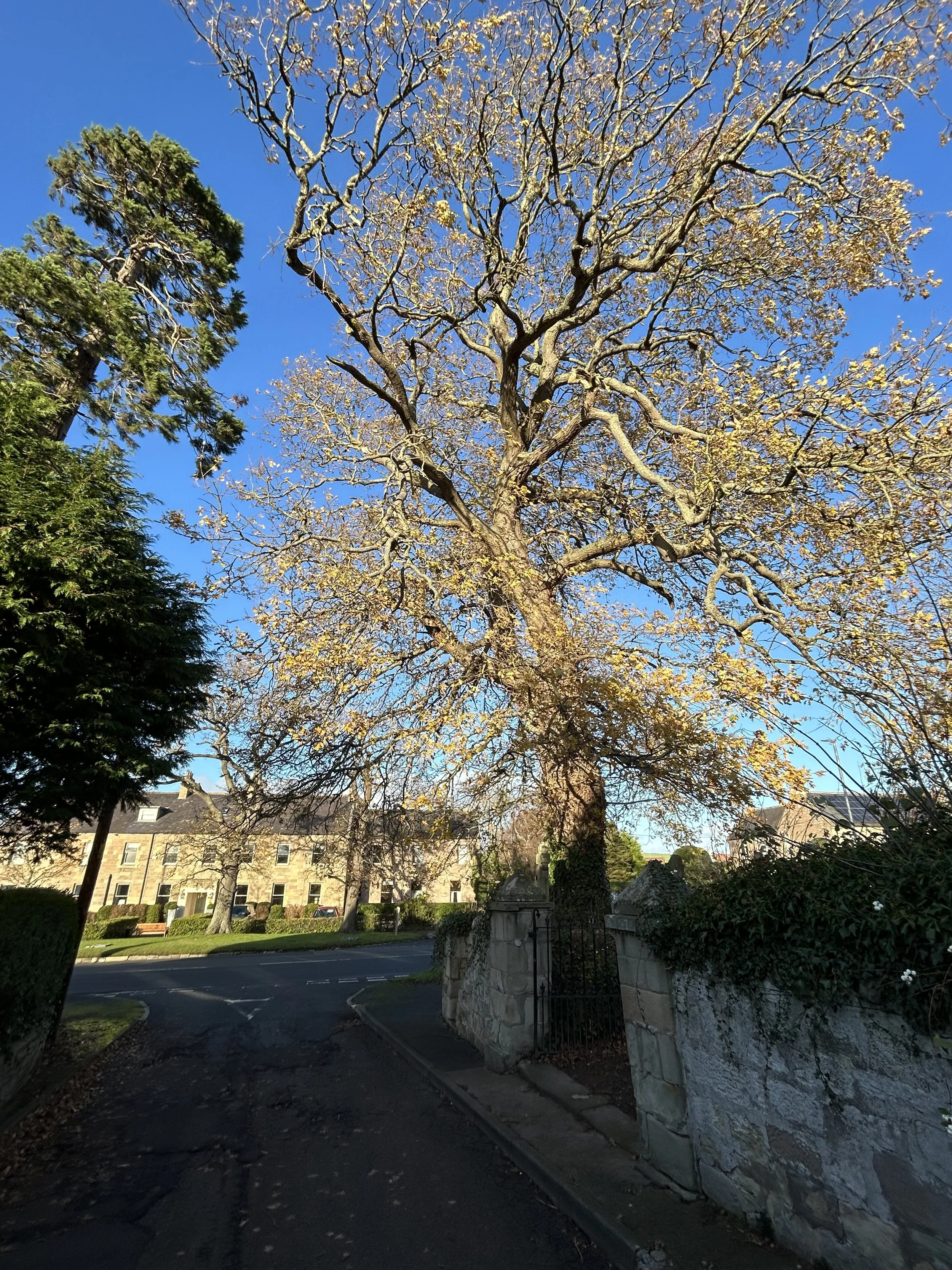 Cornhill Oak Trees:  2-20 Trees