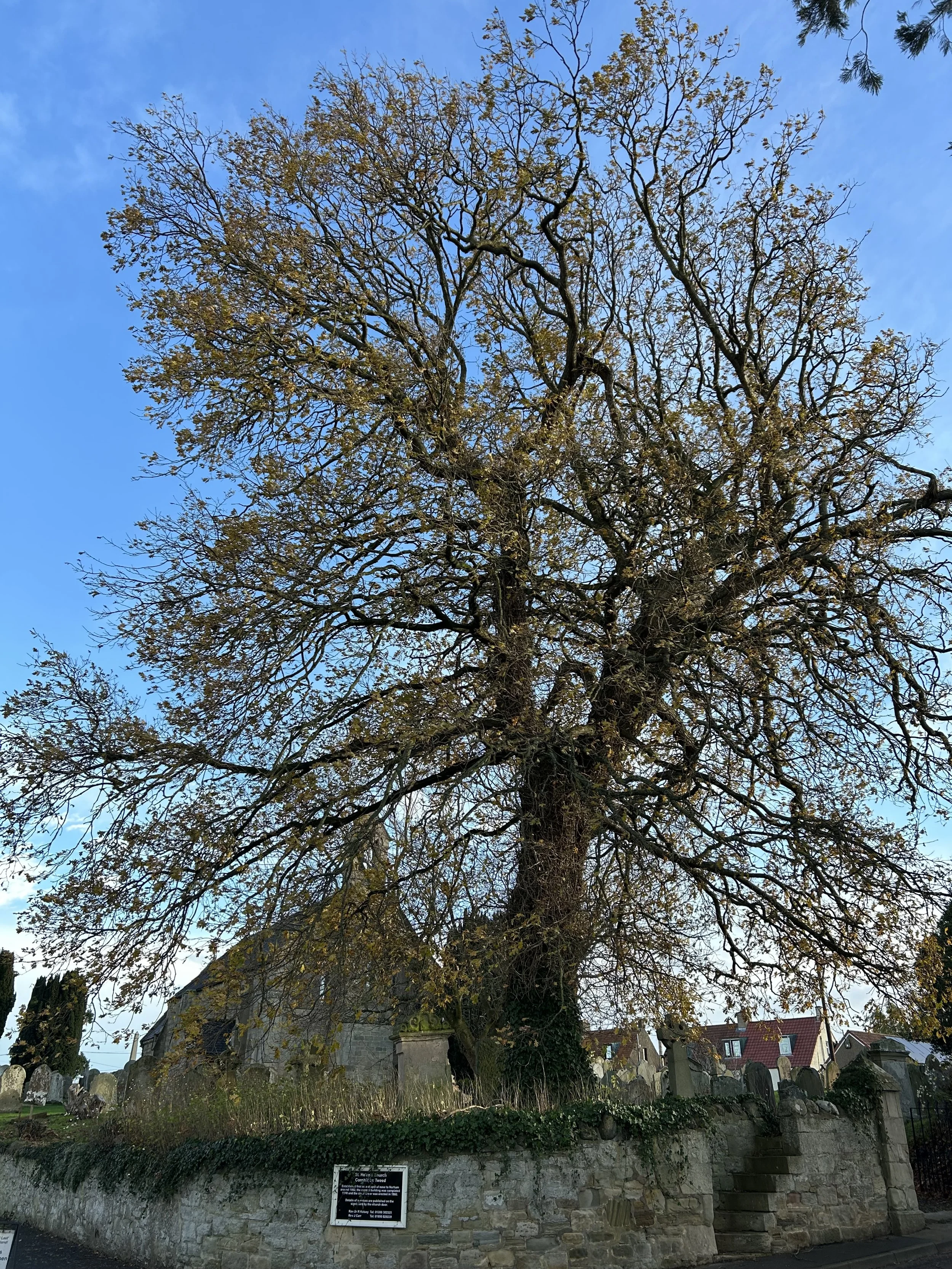 Cornhill Oak Trees: 1 Tree