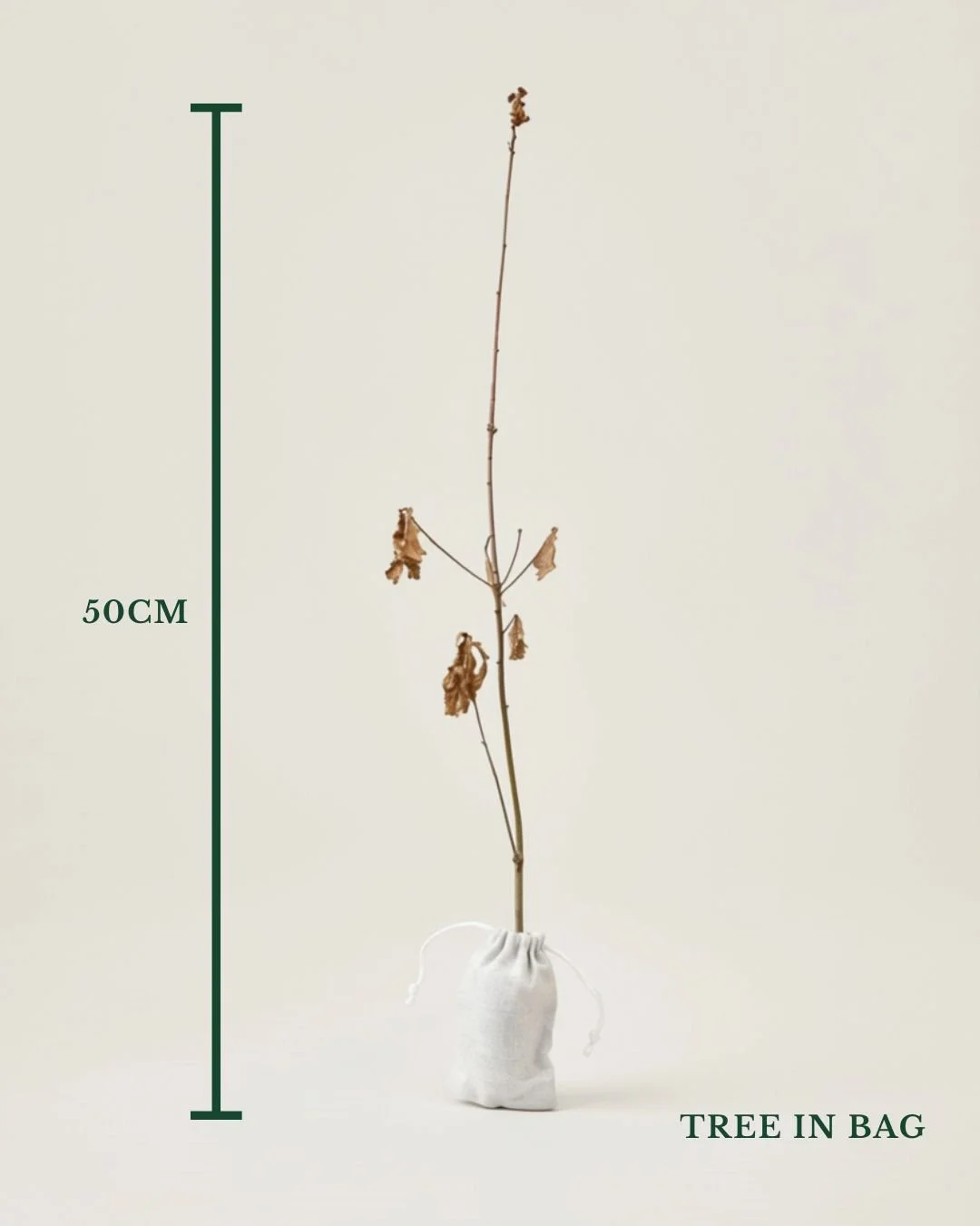 Trees With Roots Social Media Graphics.jpg