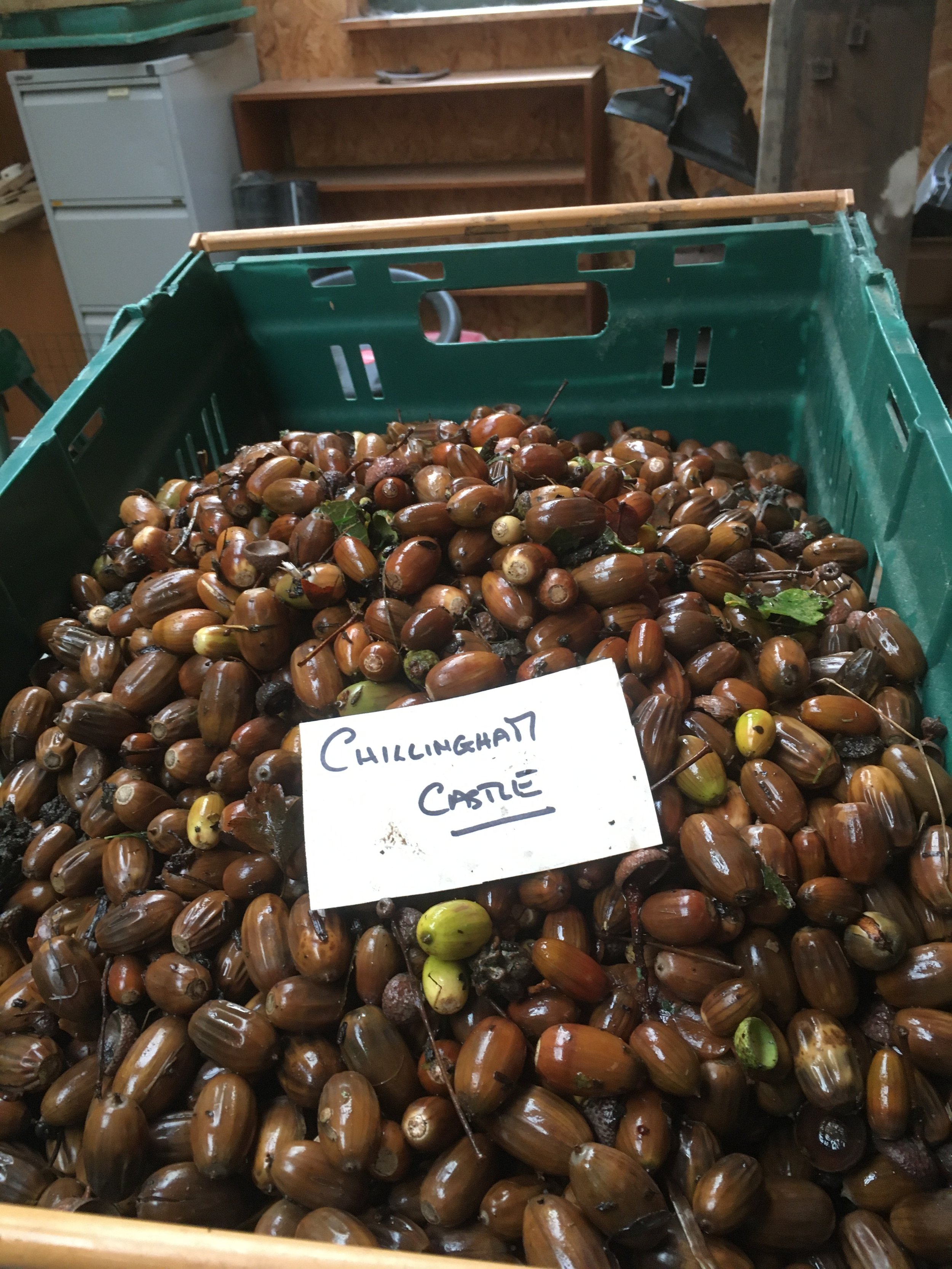 A green plastic crate filled with acorns, some with green caps. A handwritten sign reads 'Chillinghatt Castle' inside the crate.