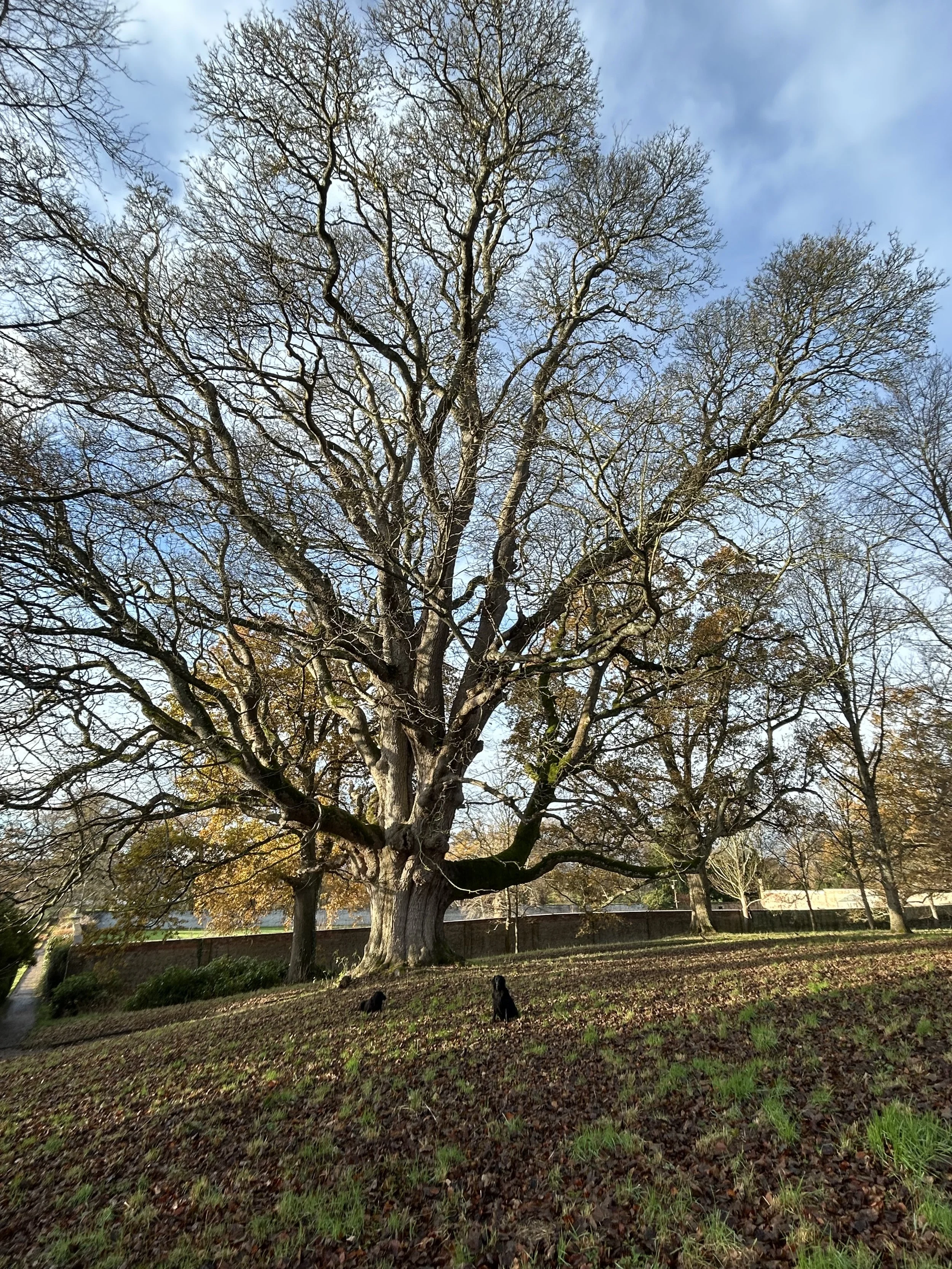 Flodden Sycamore: 1 Tree