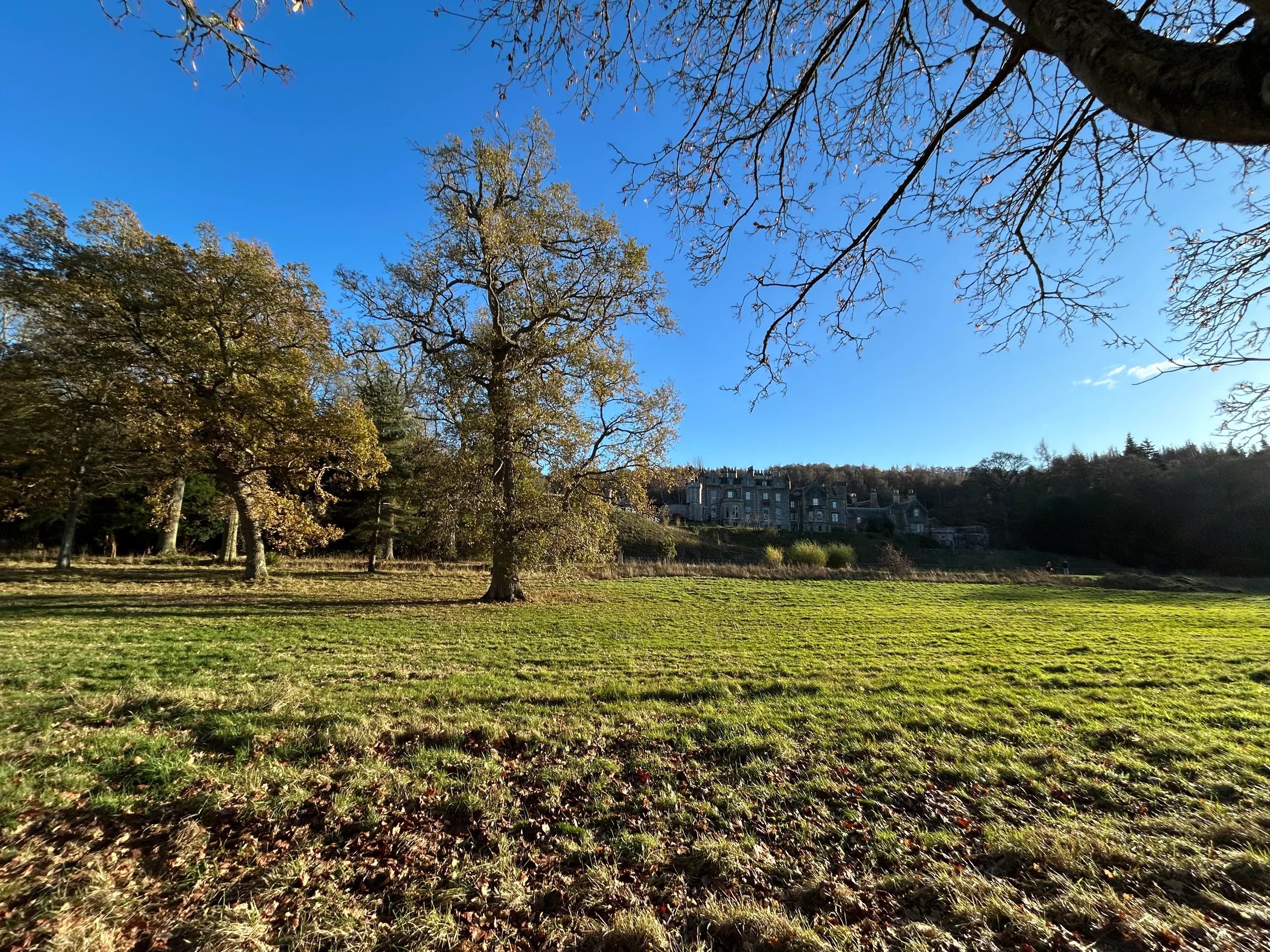 Abbotsford Oak Trees: 1 Tree