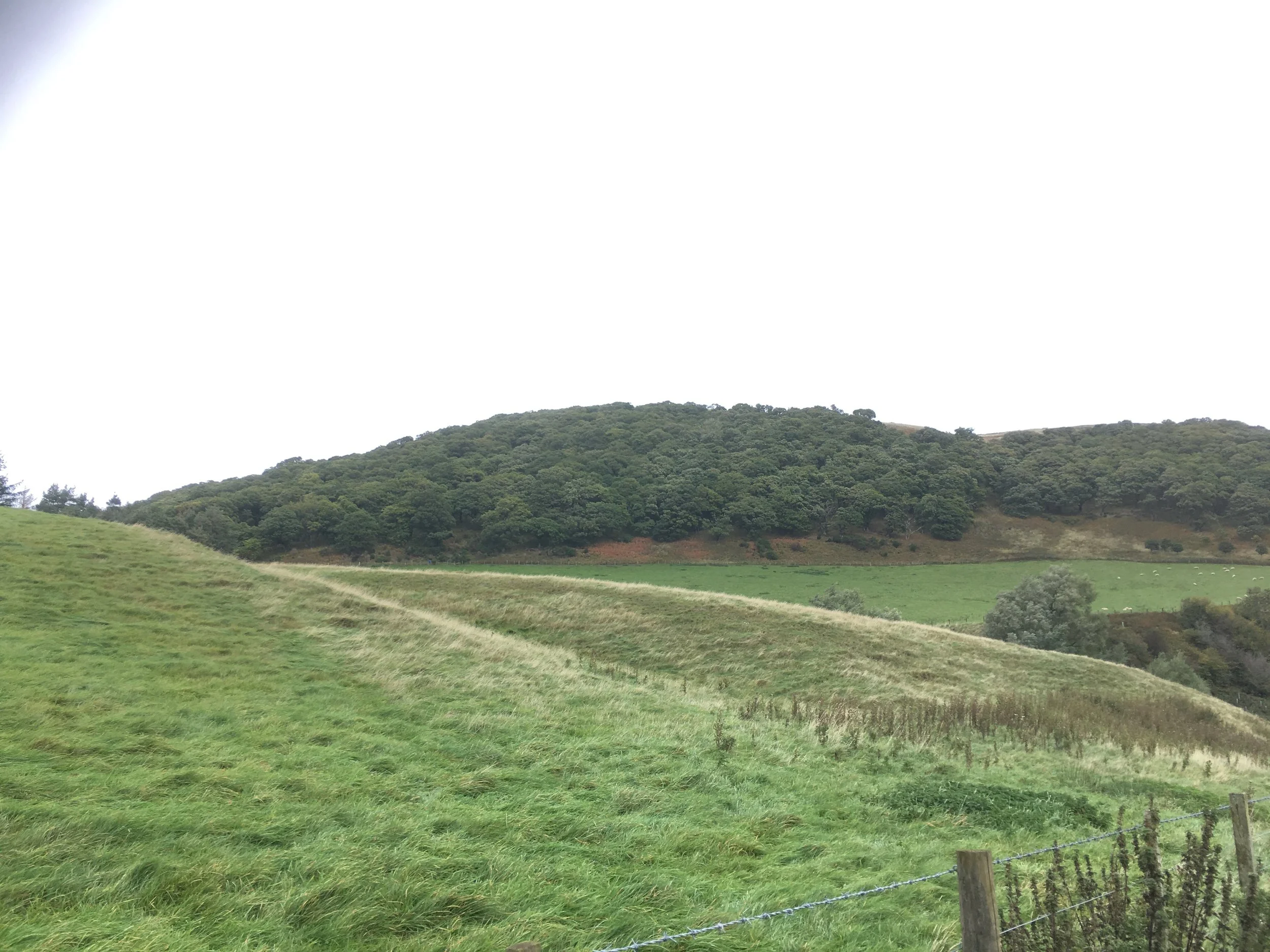 Green grassy hills and trees on a hillside under a white sky.