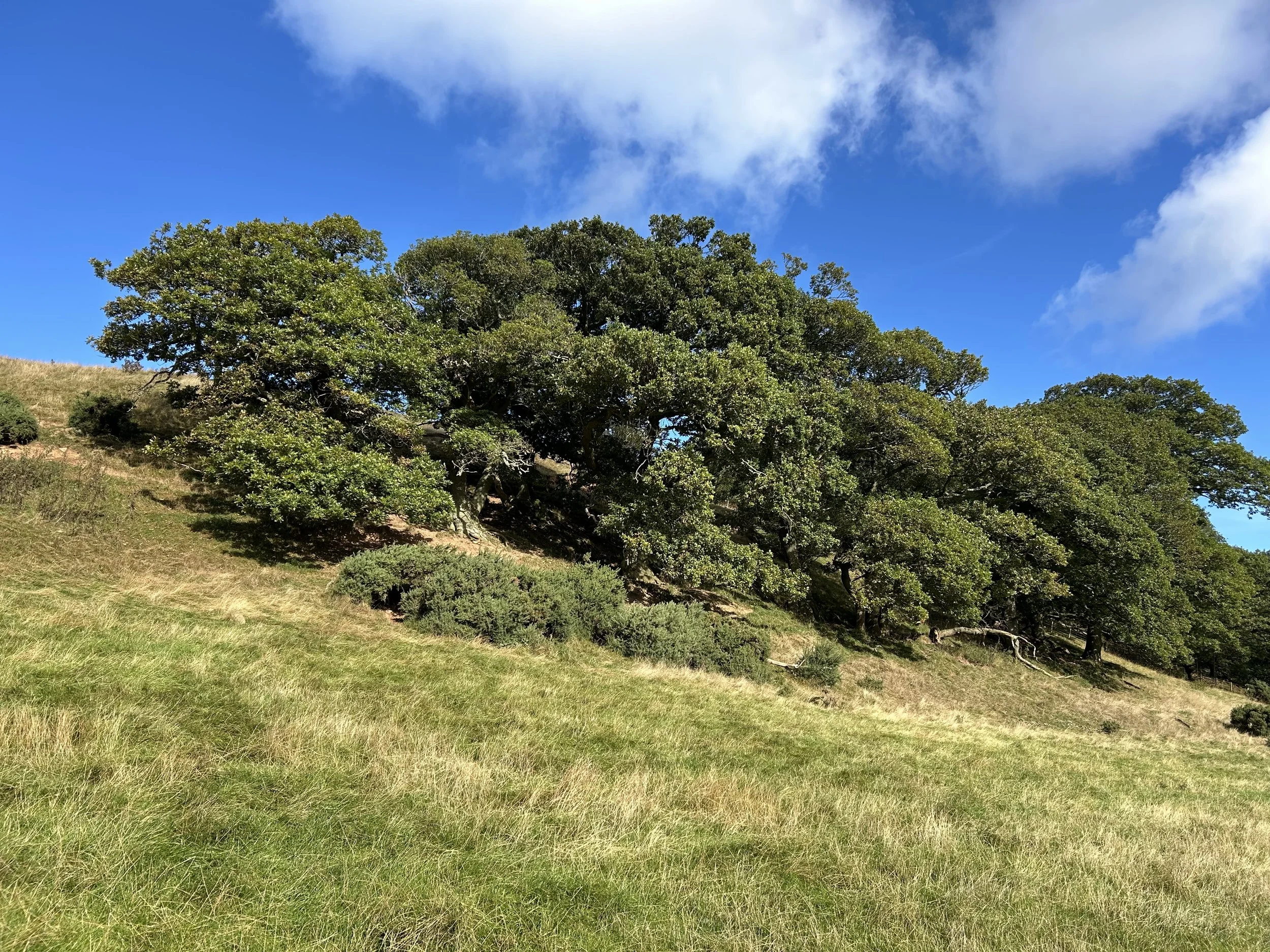 A hillside covered with grass and trees under a bright blue sky with some clouds.