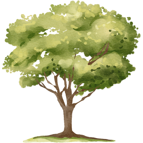 A watercolor painting of a large green leafy tree with a brown trunk and a grassy ground.