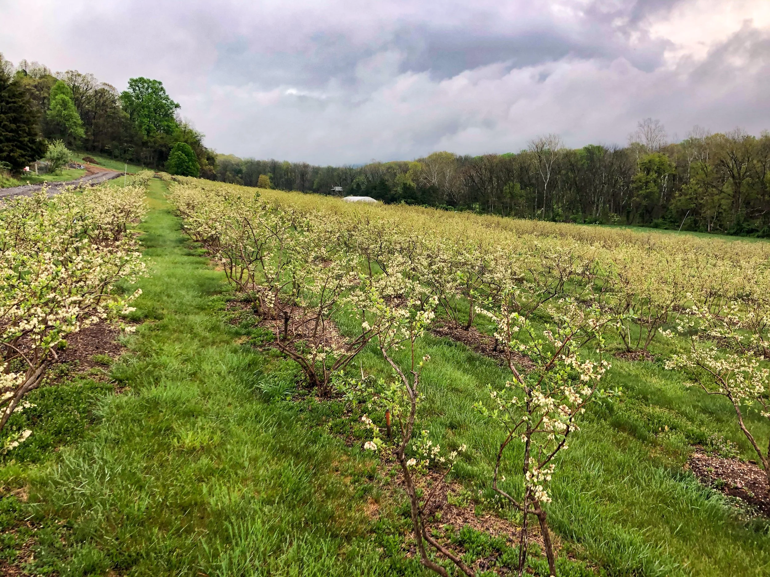 A blooming orchard on a cloudy day, with rows of blueberry bushes covered in white blossoms and a grassy path in the middle, surrounded by green trees in the background.