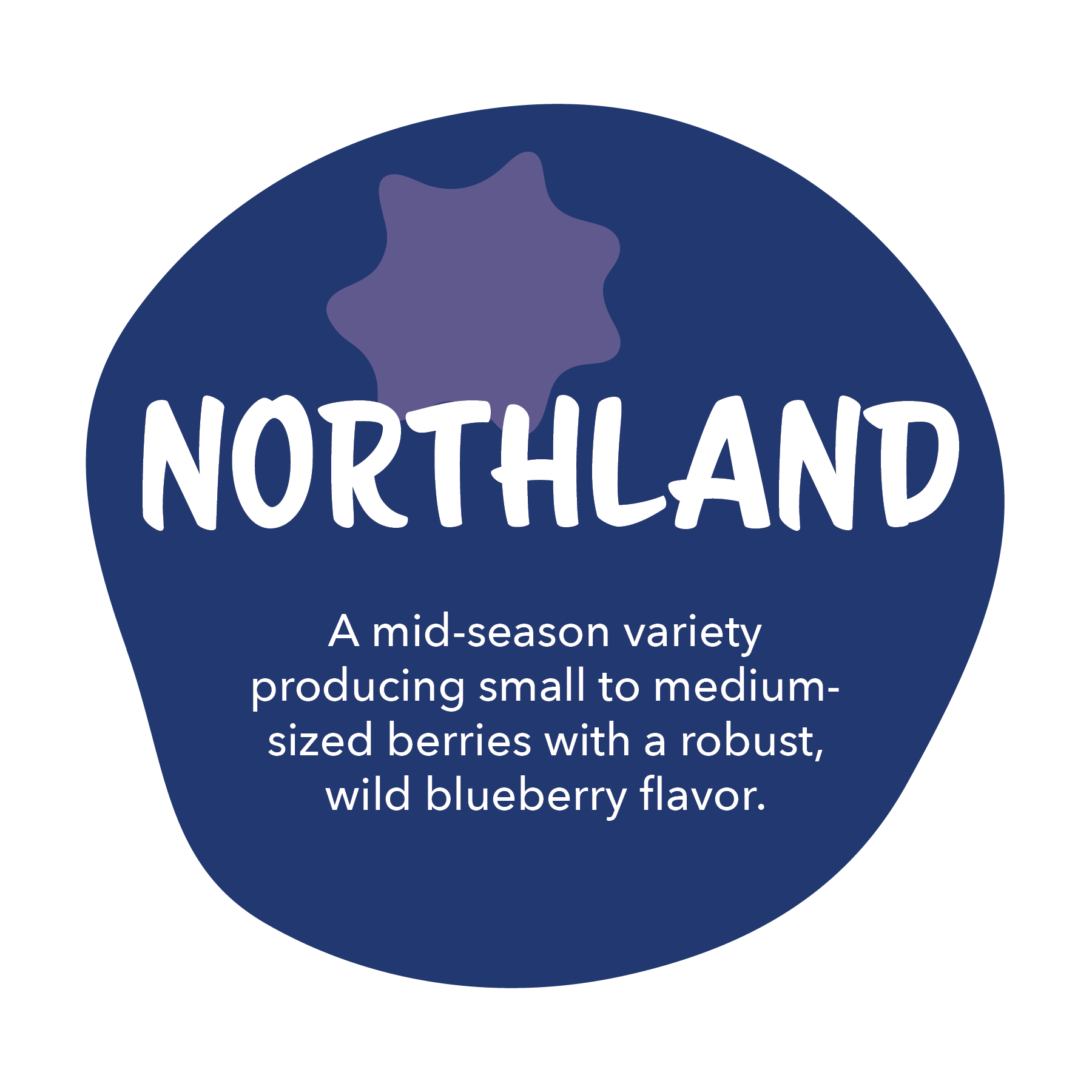 Northland -  A mid-season variety producing small to medium-sized berries with a robust, wild blueberry flavor.