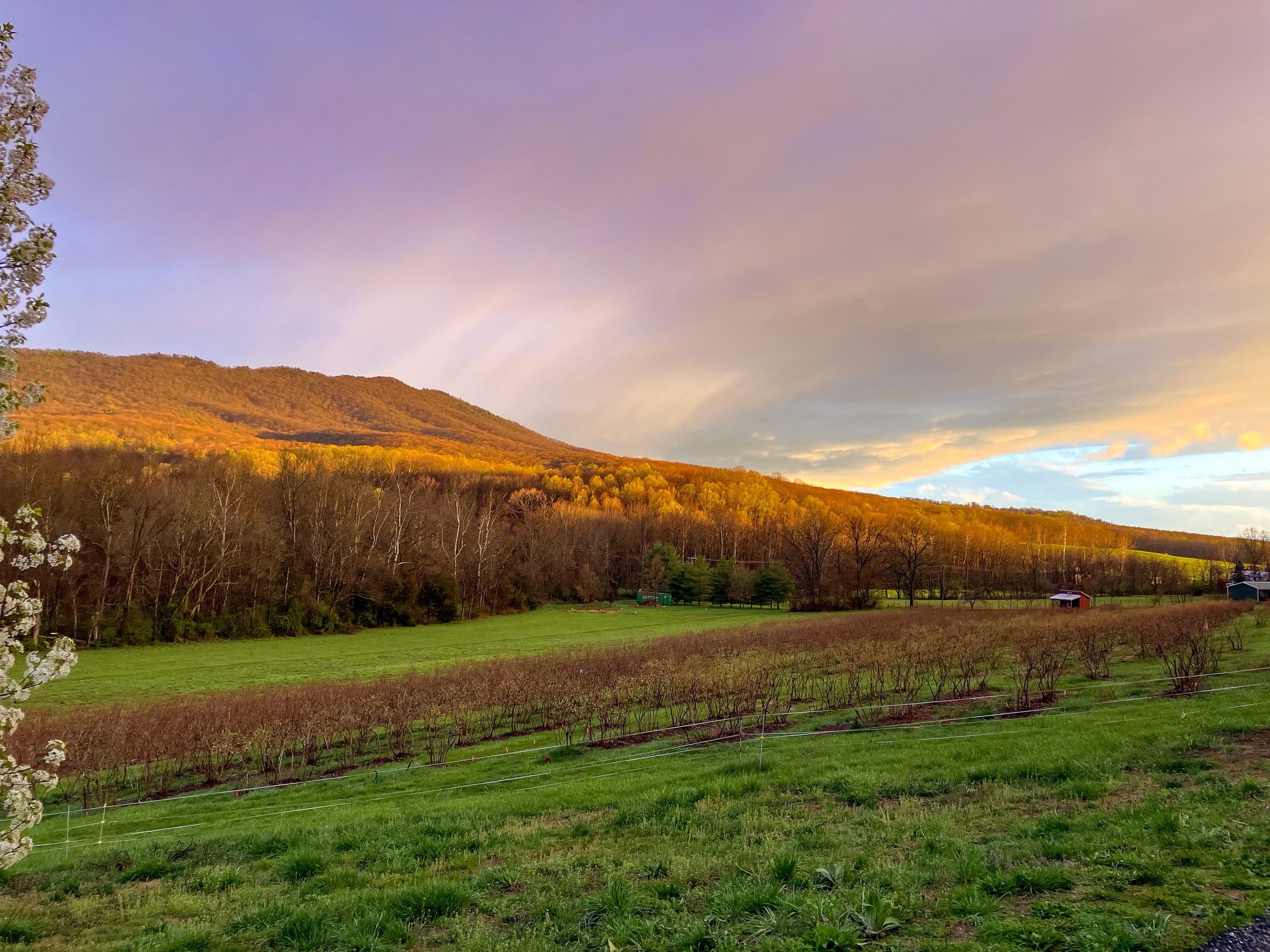 Scenic landscape of rolling hills with trees and grassy fields, under a colorful sky at sunset.
