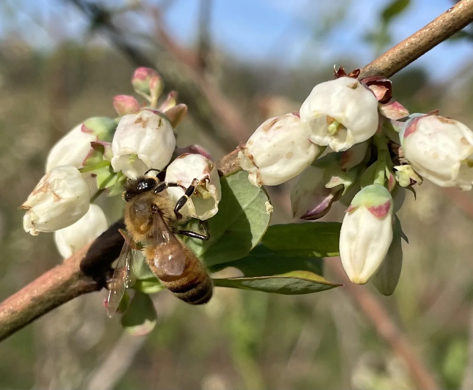Close-up of a bee collecting nectar from white blueberry blossoms on a branch with green leaves.