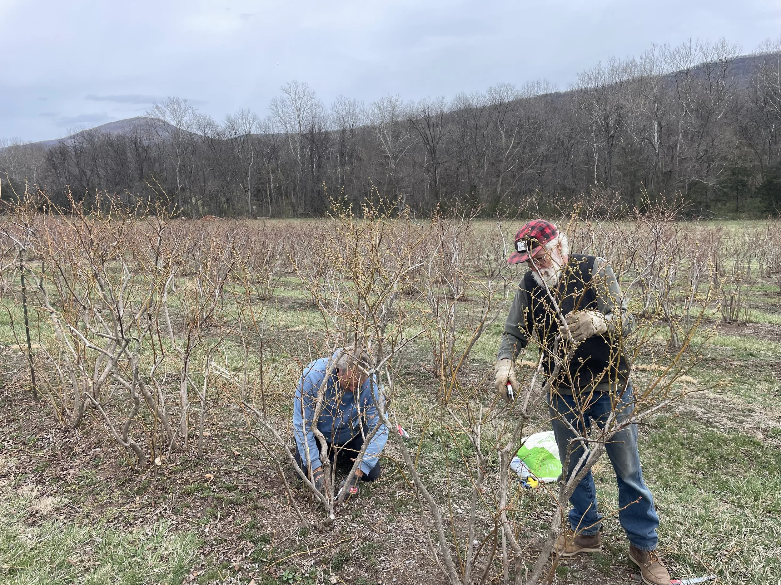 Two people working in a field of dormant blueberry bushes, with mountains and cloudy sky in the background. One person is crouched down and the other is standing.