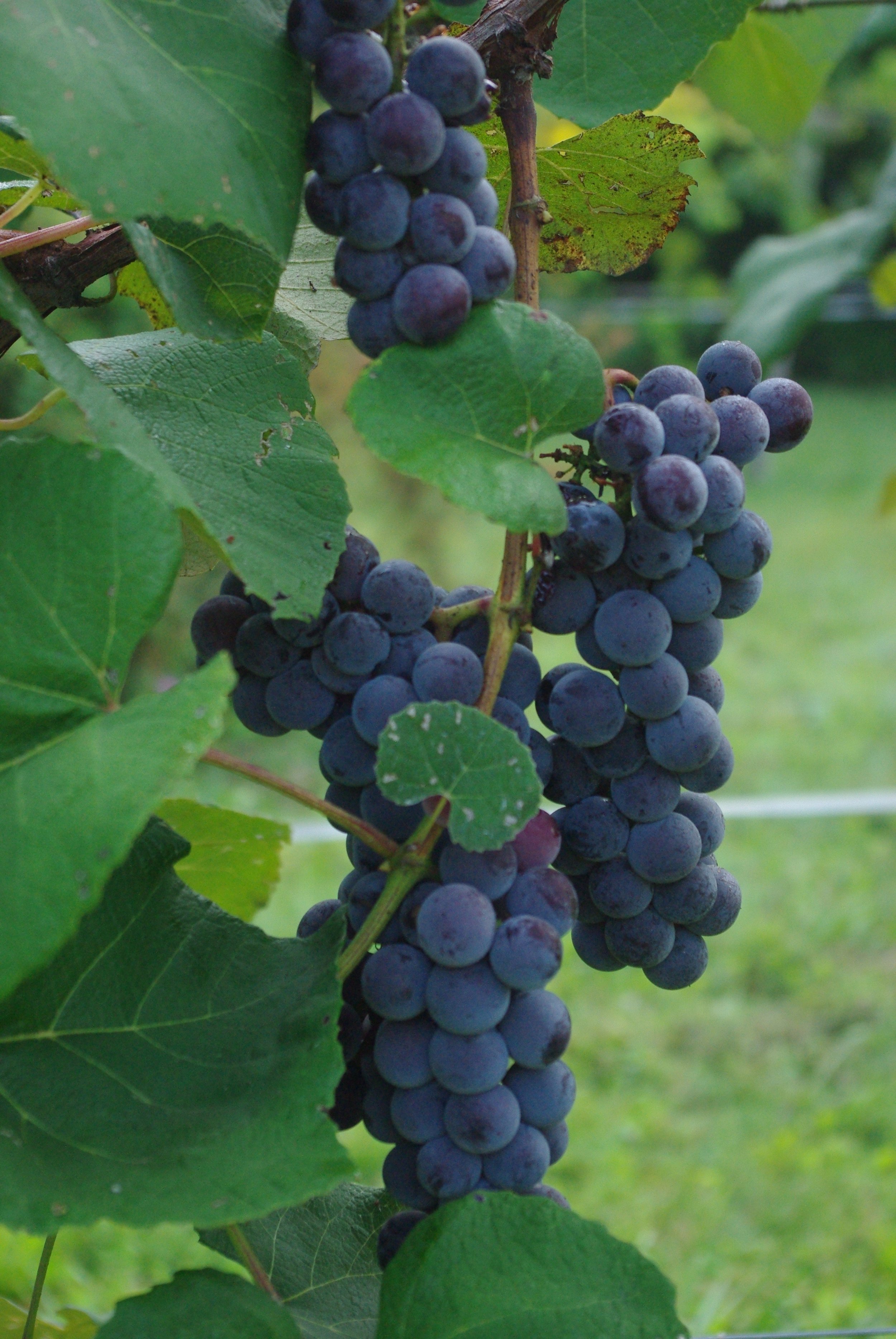 Bunches of ripe Concord grapes hanging on a vine, surrounded by green leaves.