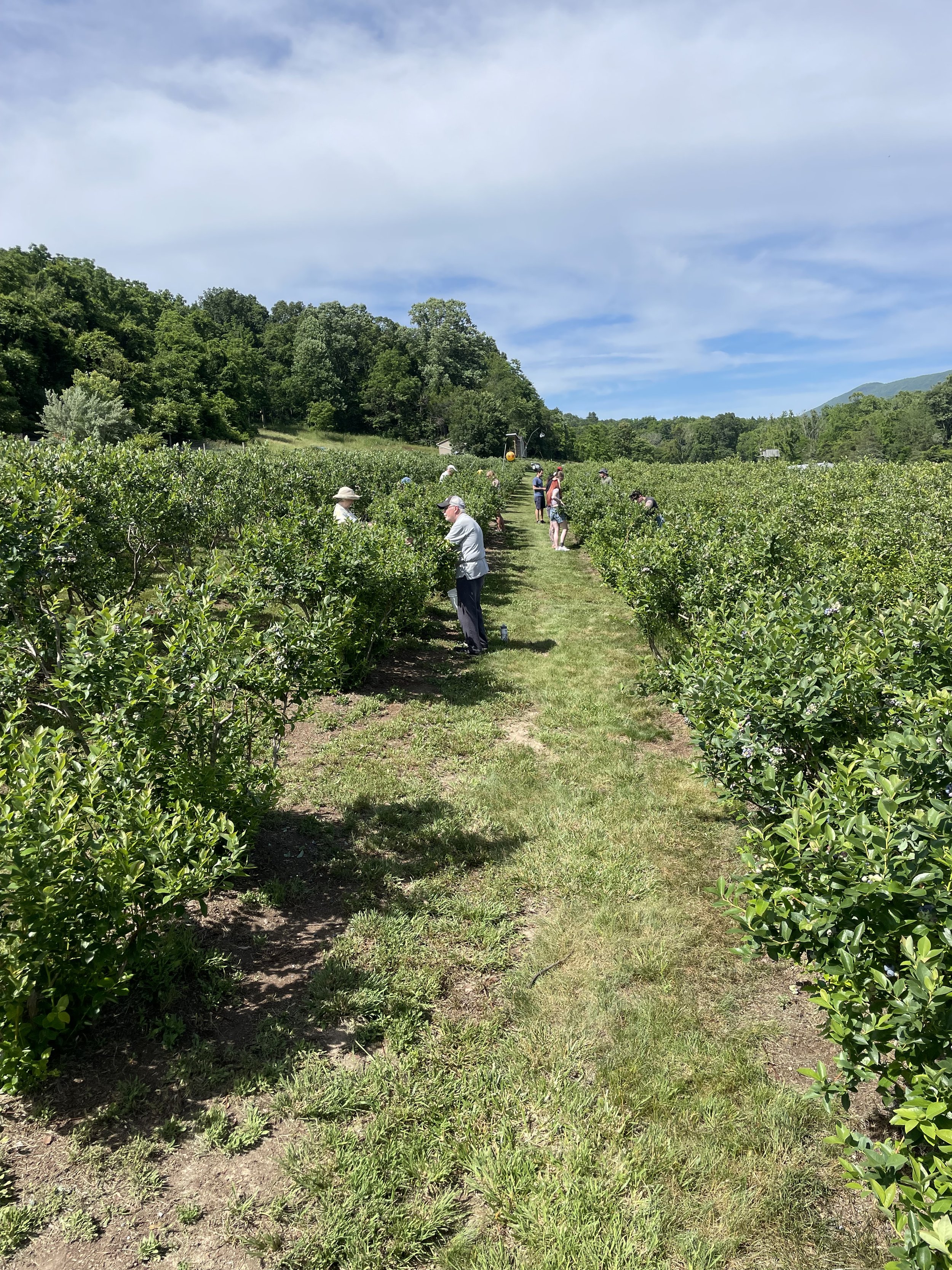 People picking blueberries in a lush green blueberry orchard with a clear blue sky and distant hills.