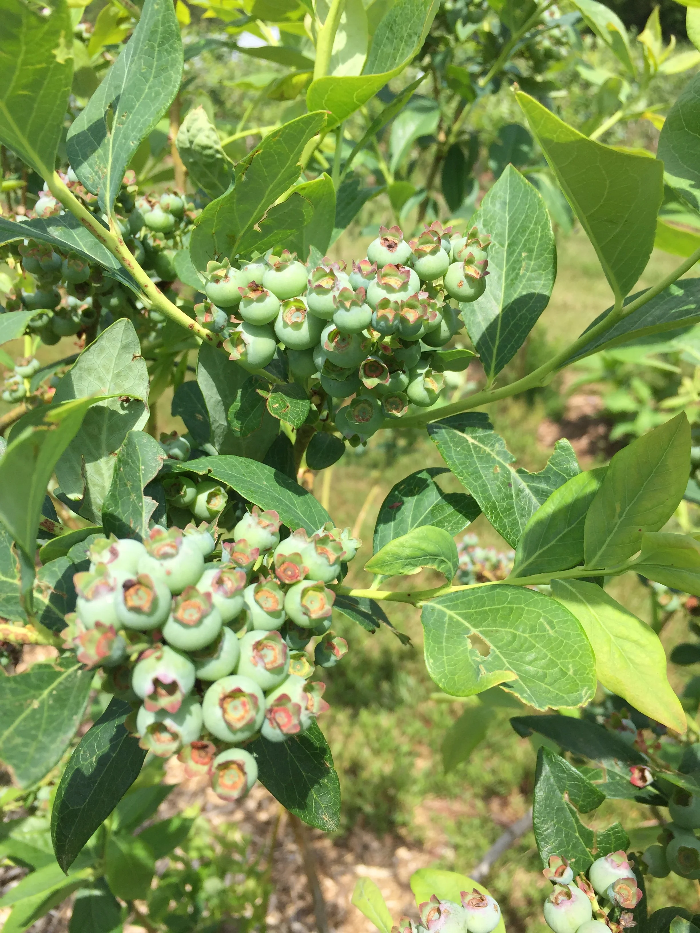 Close-up of a blueberry bush with clusters of unripe green blueberries among green leaves.