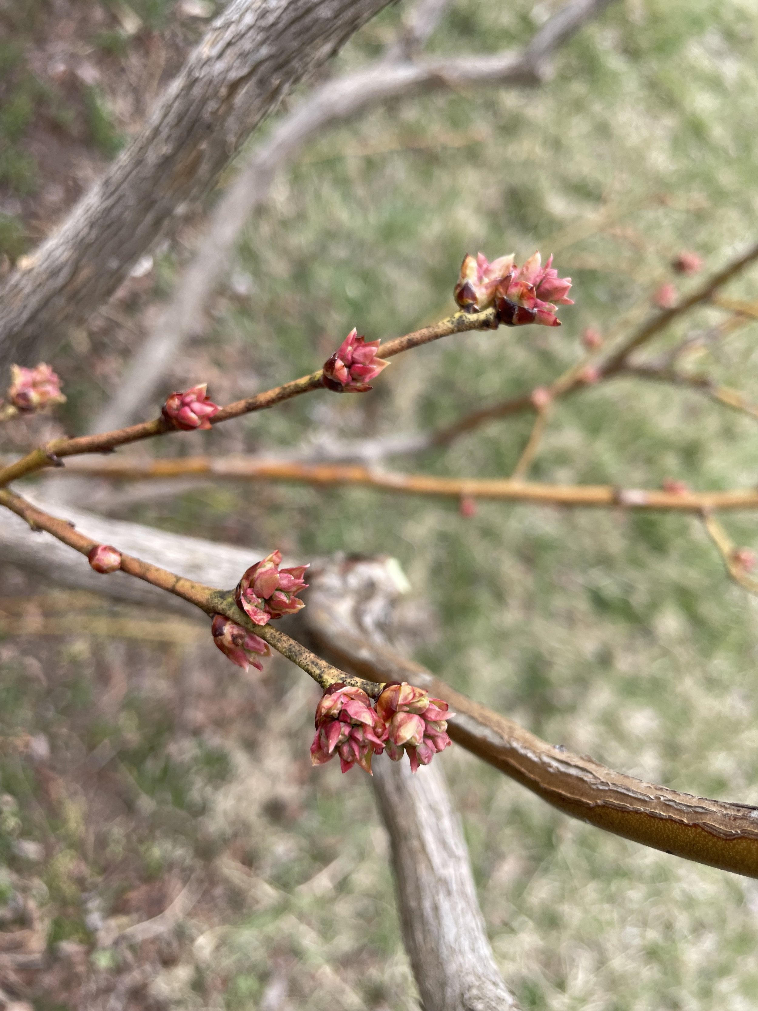 Close-up of budding pink flowers on a branch in early spring.