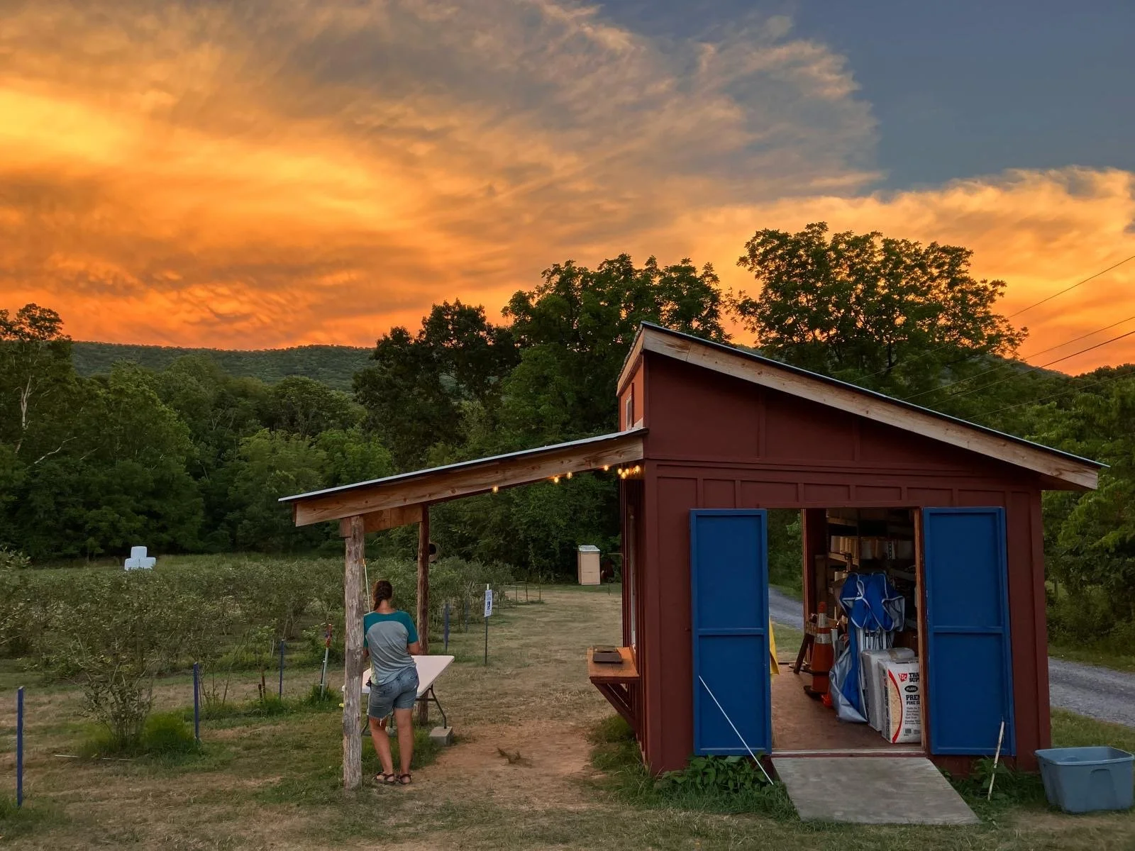 A person stands outside a small red farm shed with blue doors at sunset, overlooking a green landscape with blueberry bushes and a colorful sky.