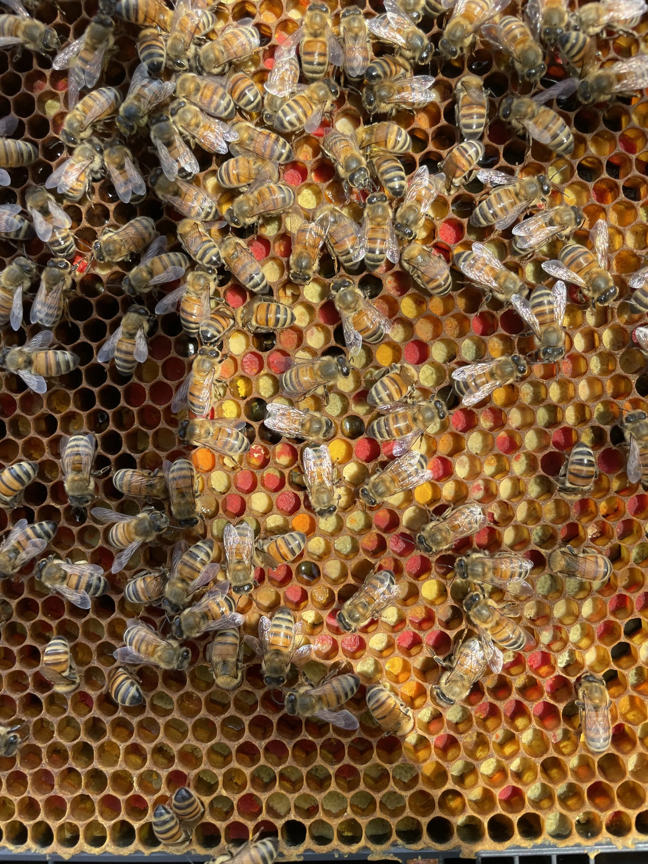 Close-up of a beehive with numerous bees on honeycomb cells.