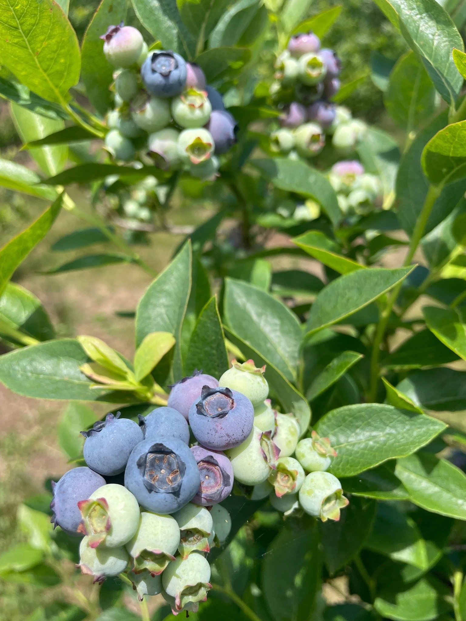 Close-up of ripening blueberries on a bush with green leaves.