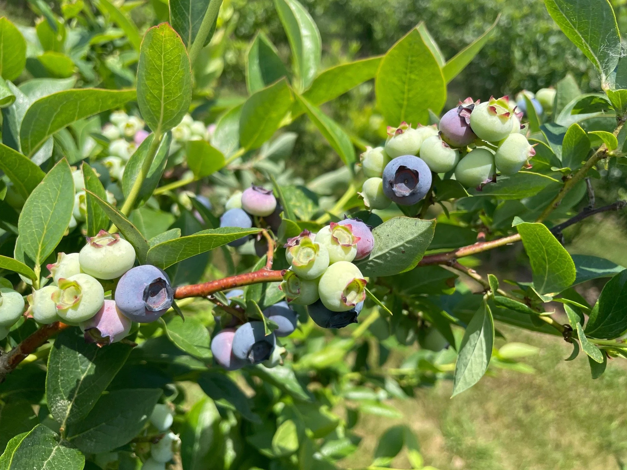 Close-up of a blueberry bush with ripe and unripe blueberries on the branch.