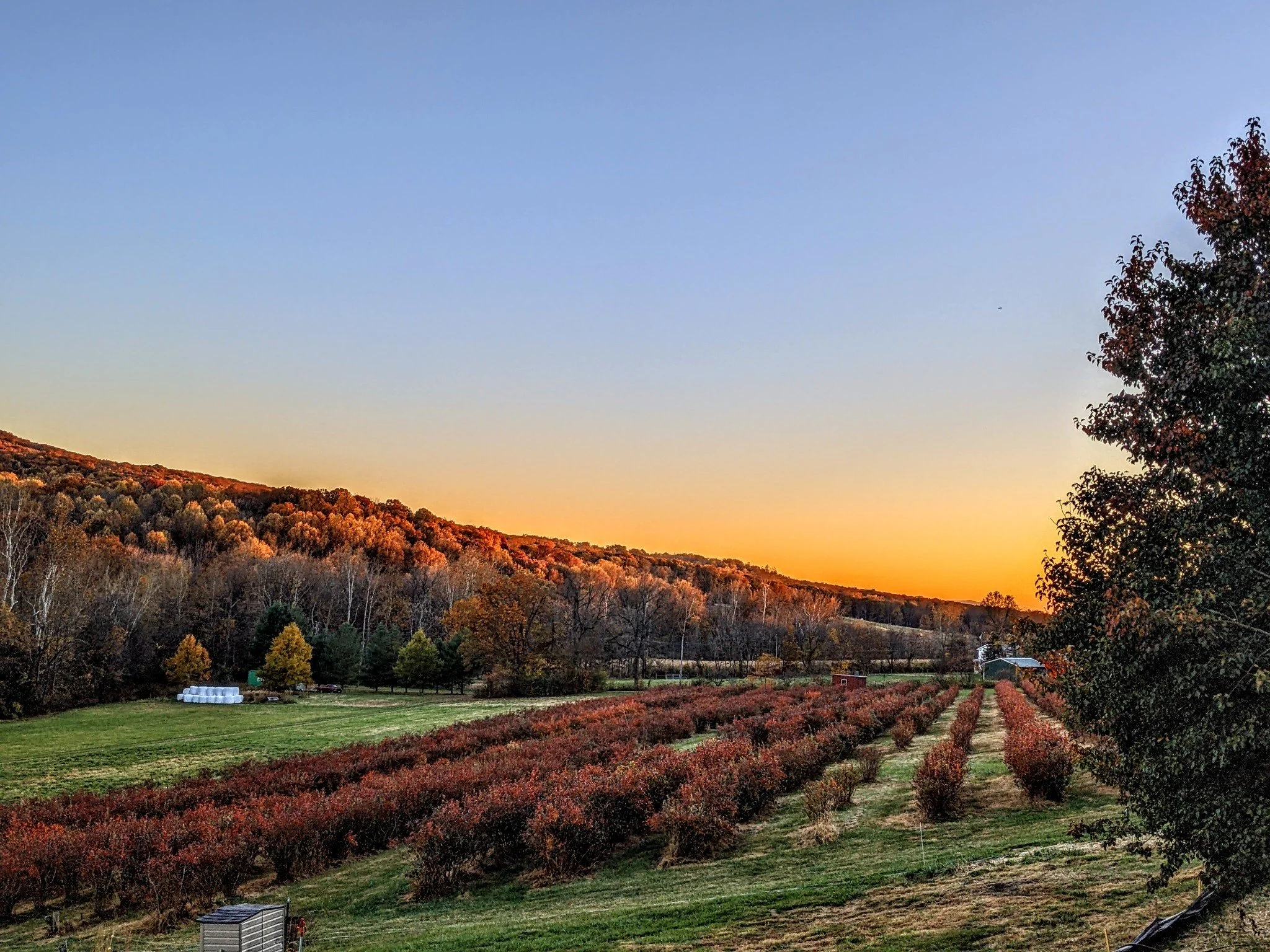 A scenic farm landscape during sunset with rows of shrubbery, a large tree on the right, and hills with fall foliage in the background.